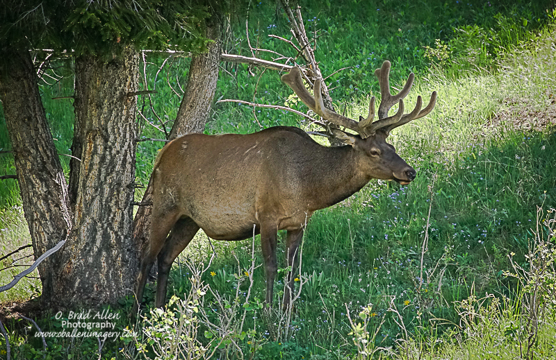 Yellowstone-30.jpg