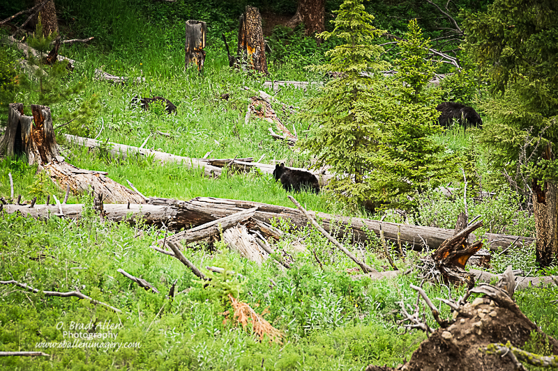 Yellowstone-31.jpg