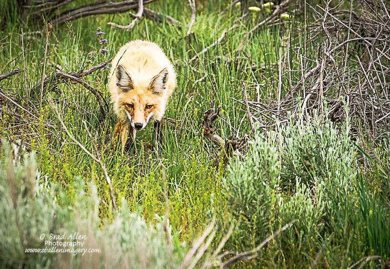 Yellowstone-34.jpg