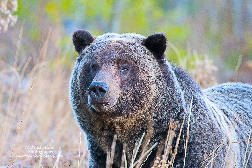 Grizzly Online Catalog