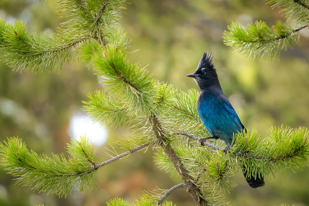 Yellowstone Spring 2019-16.jpg