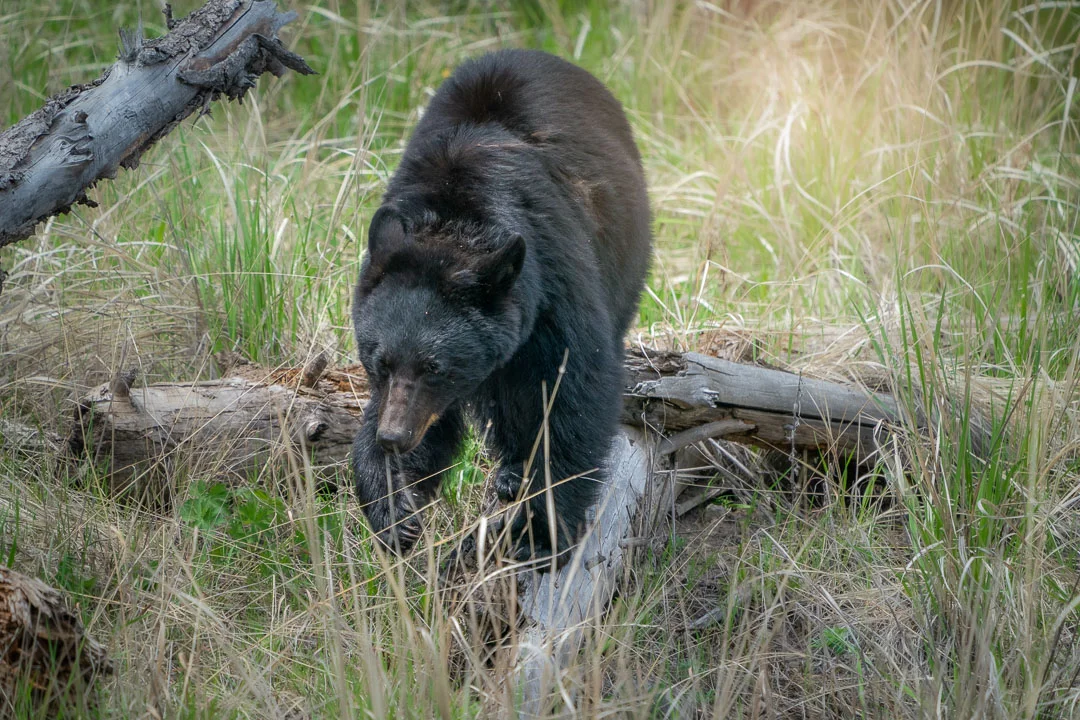 Yellowstone Spring 2019-14.jpg