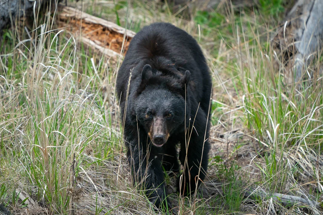 Yellowstone Spring 2019-15.jpg