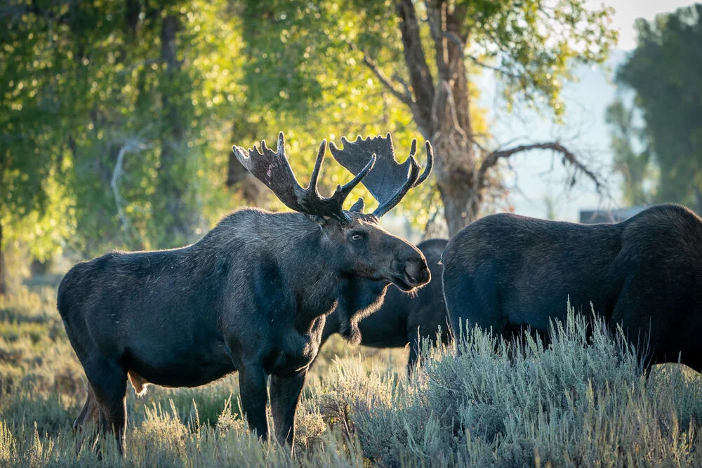 Bull moose and cows.jpg