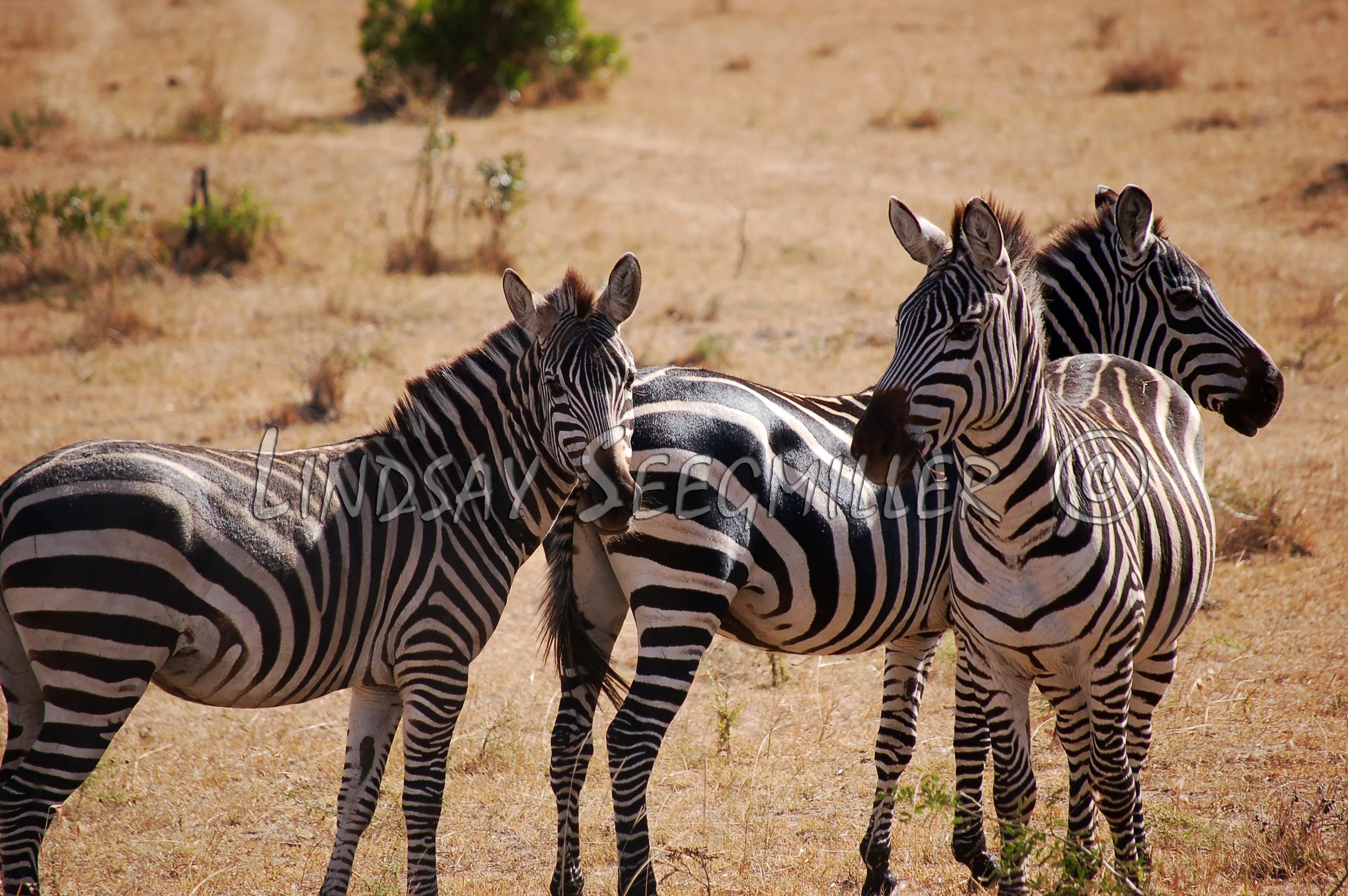 Zebras: Masai Mara National Park, Kenya