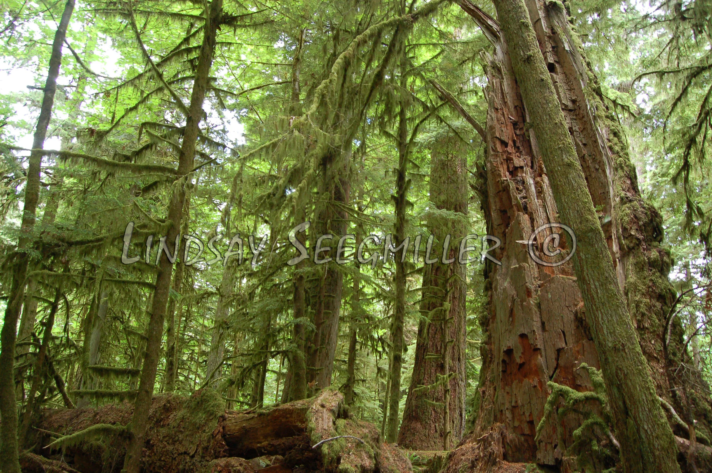 Cathedral Grove, British Columbia