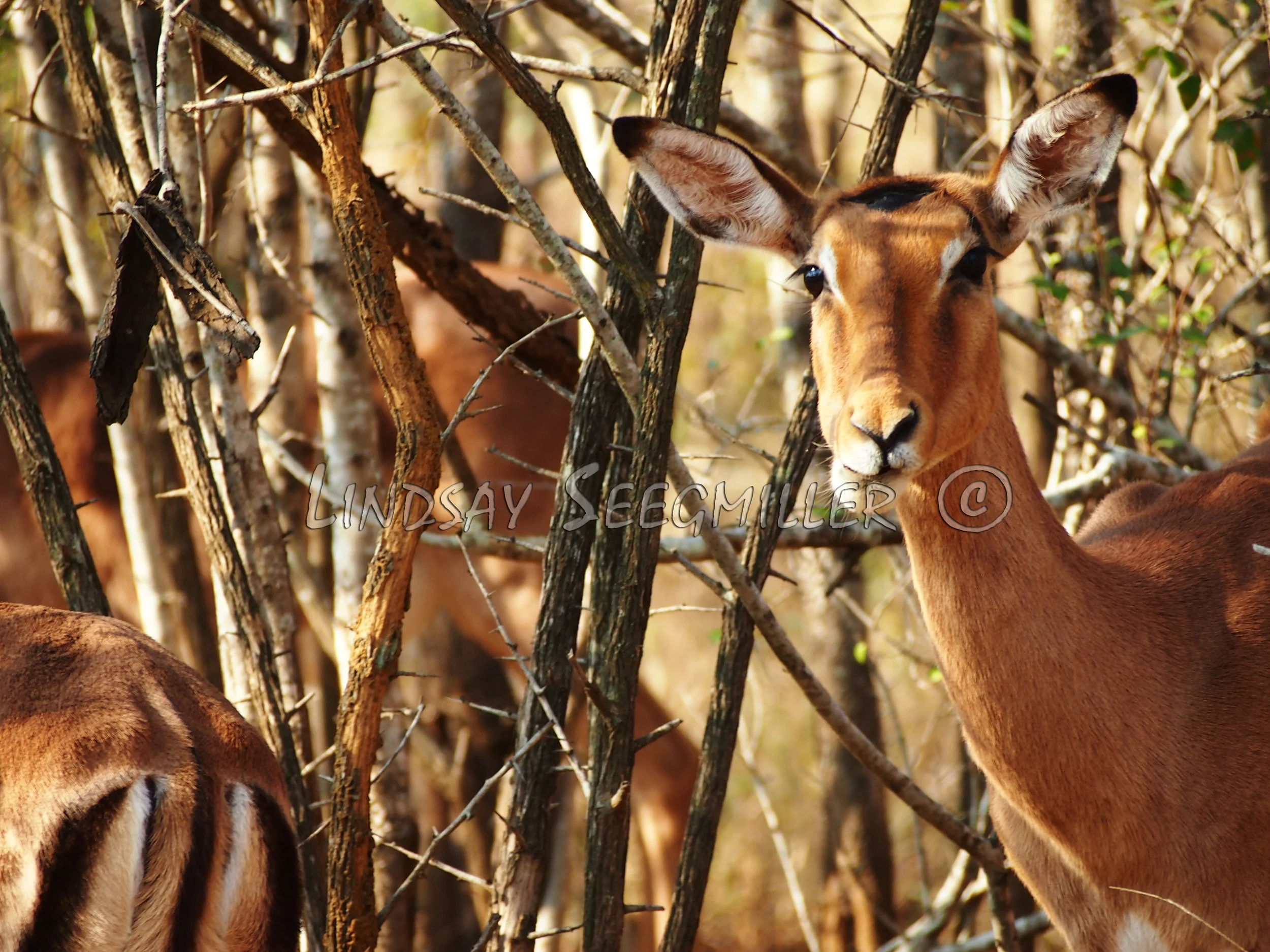 Hluhluwe-Imfolozi, South Africa