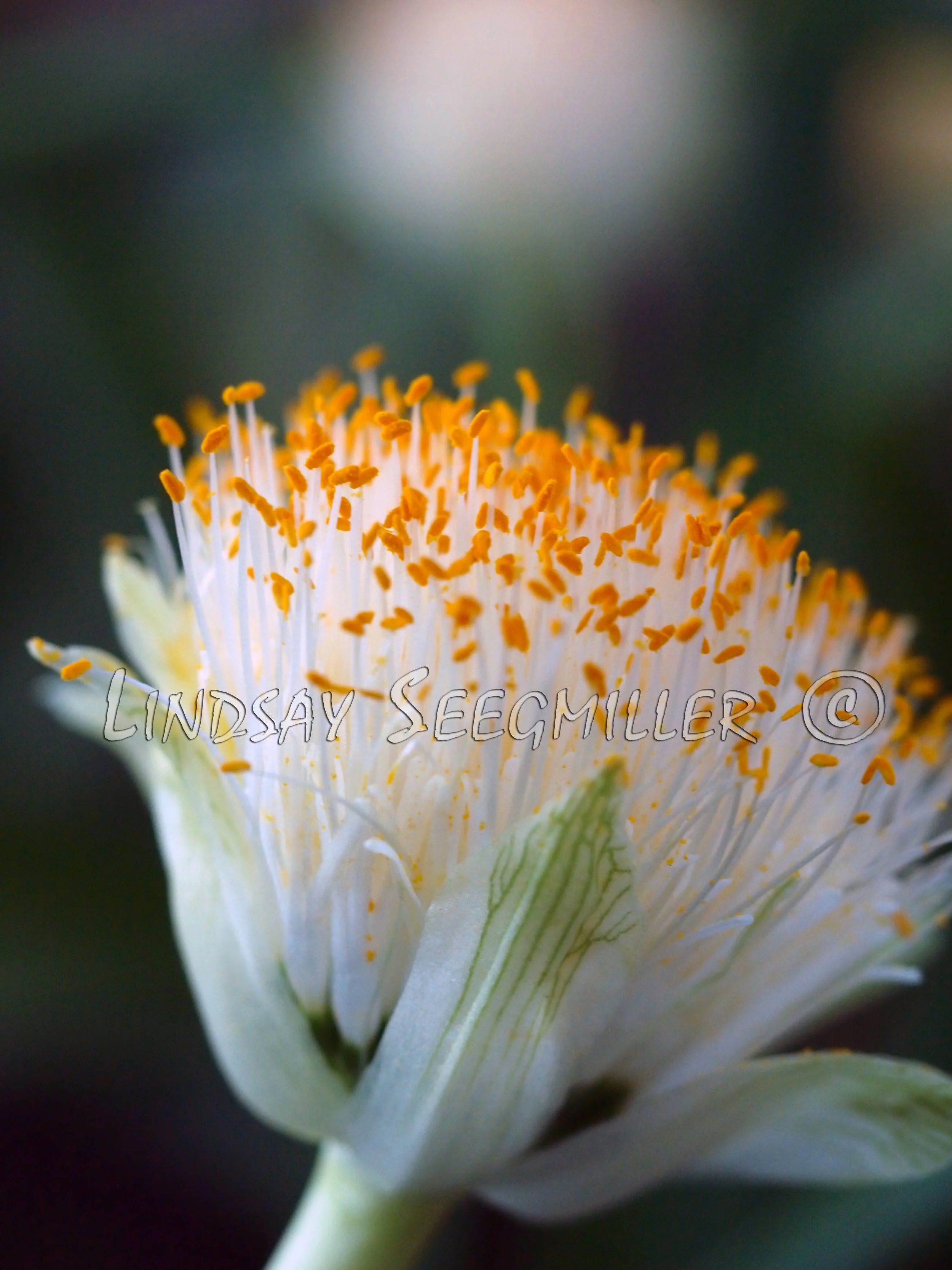 Paintbrush
