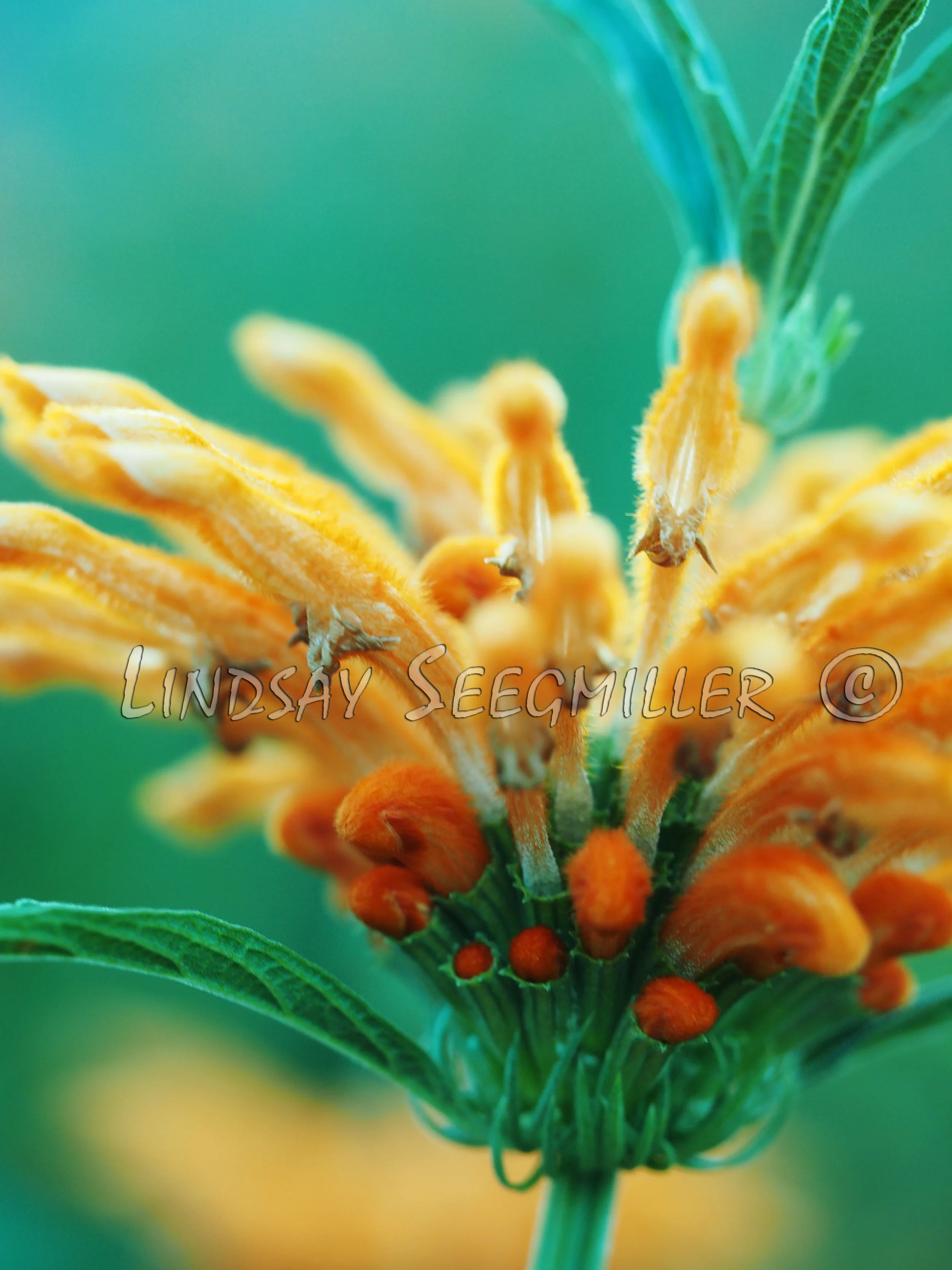 Lion's Tail