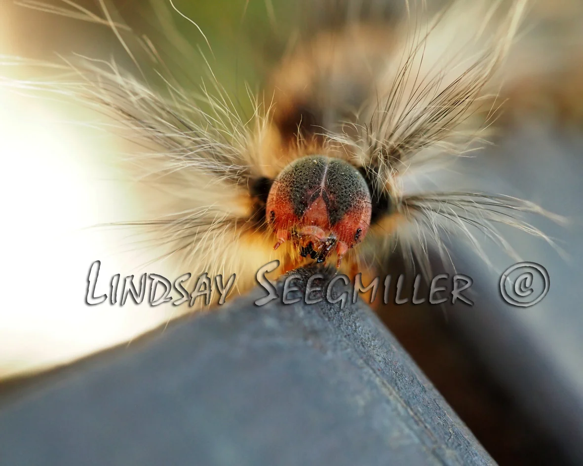 Caterpillar