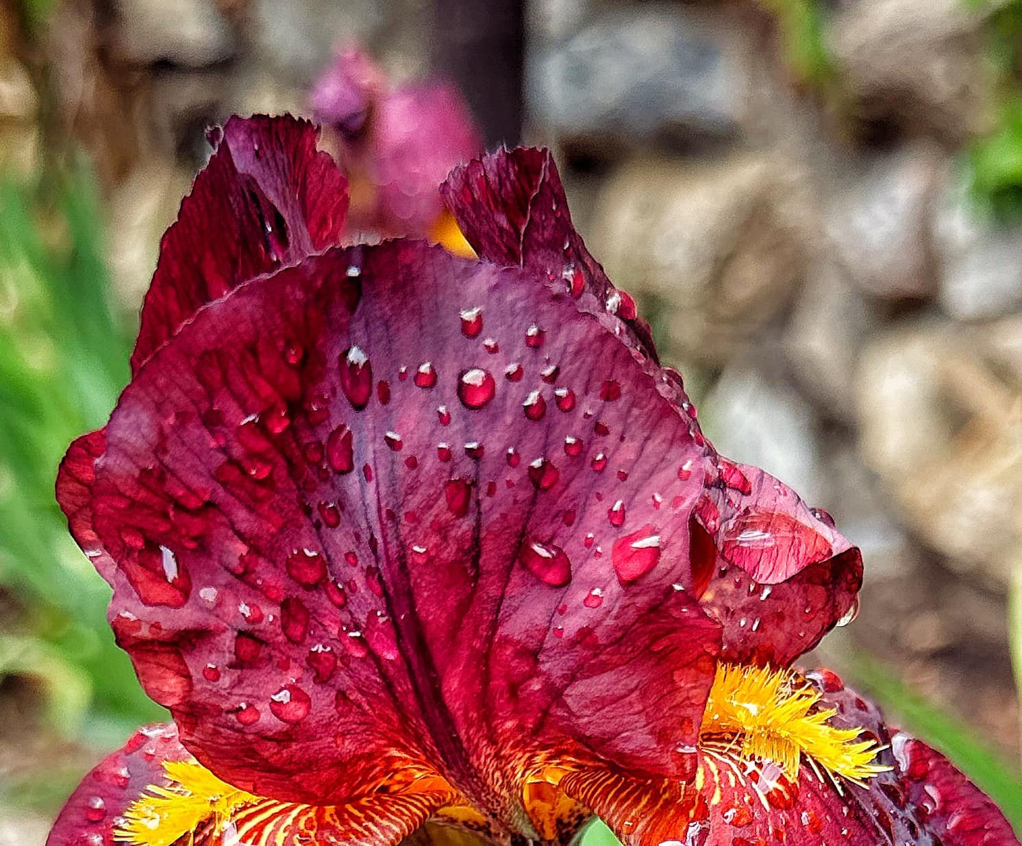 April Rain in Spain!