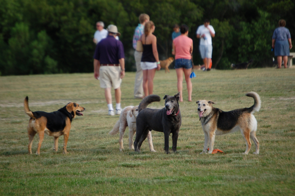  Yappy Hour at James Island County Park. Courtesy of Charleston County Parks. 