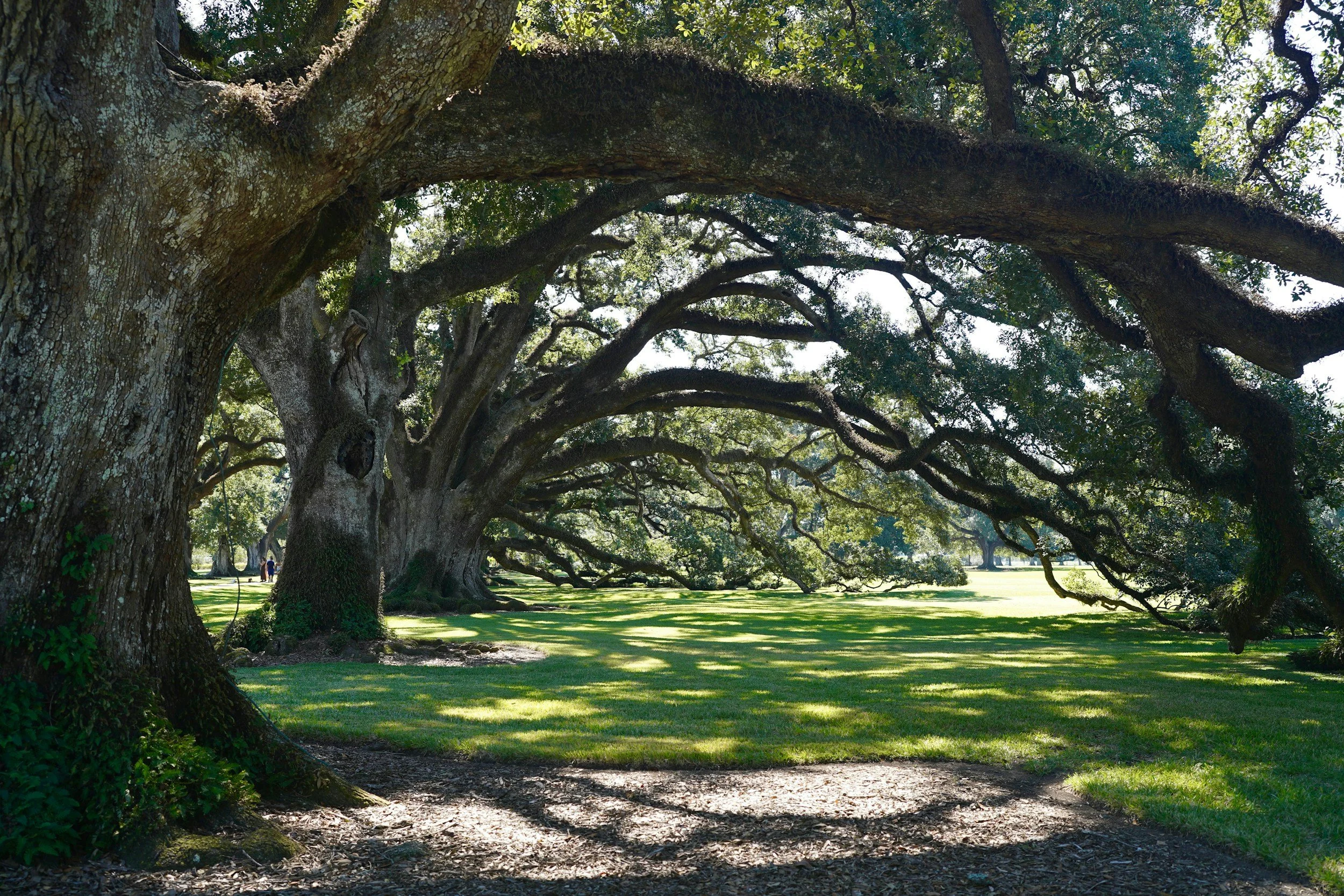 The Angel Oak and the Live Oaks That Shape Johns Island