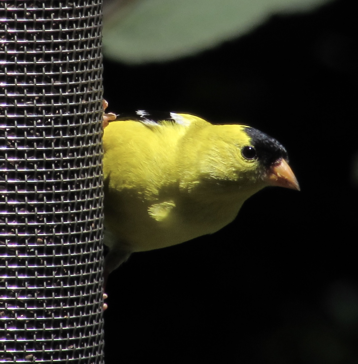 Chrome OS: Friend, Threat, or Menace?