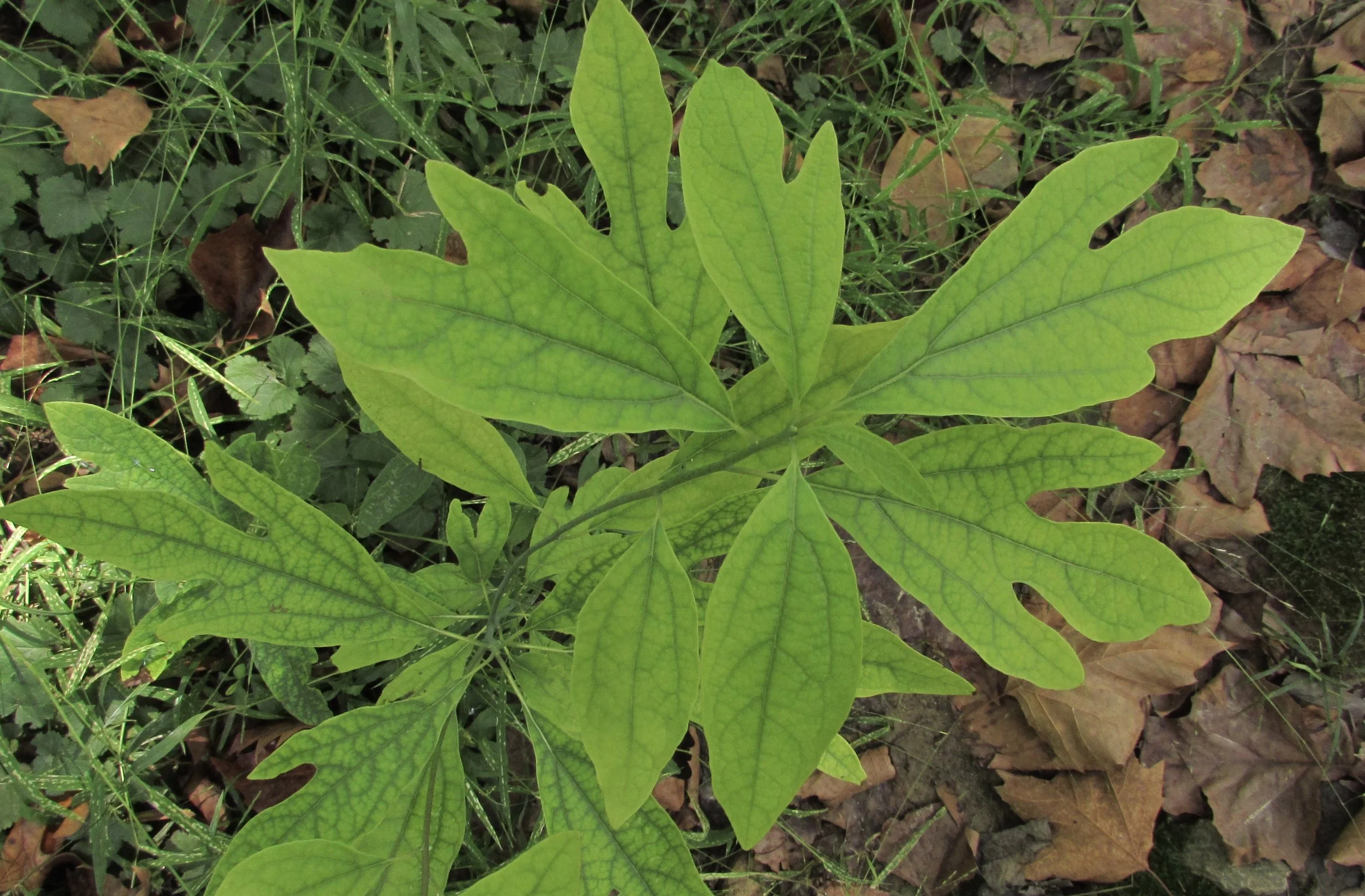 Dennis McDonald's Blog's Top Ten Posts of 2007