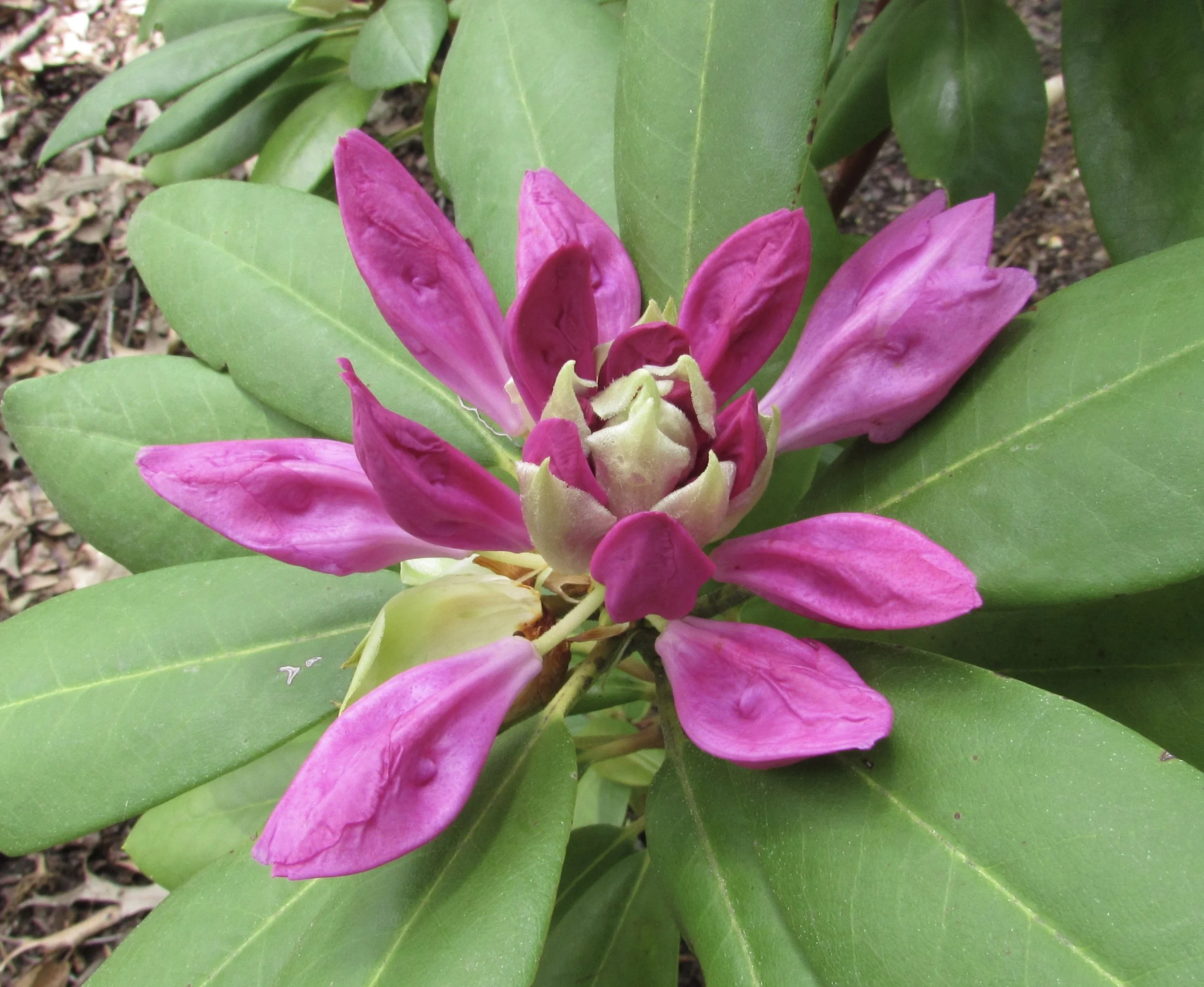 Meetings and the Limits of Government Transparency