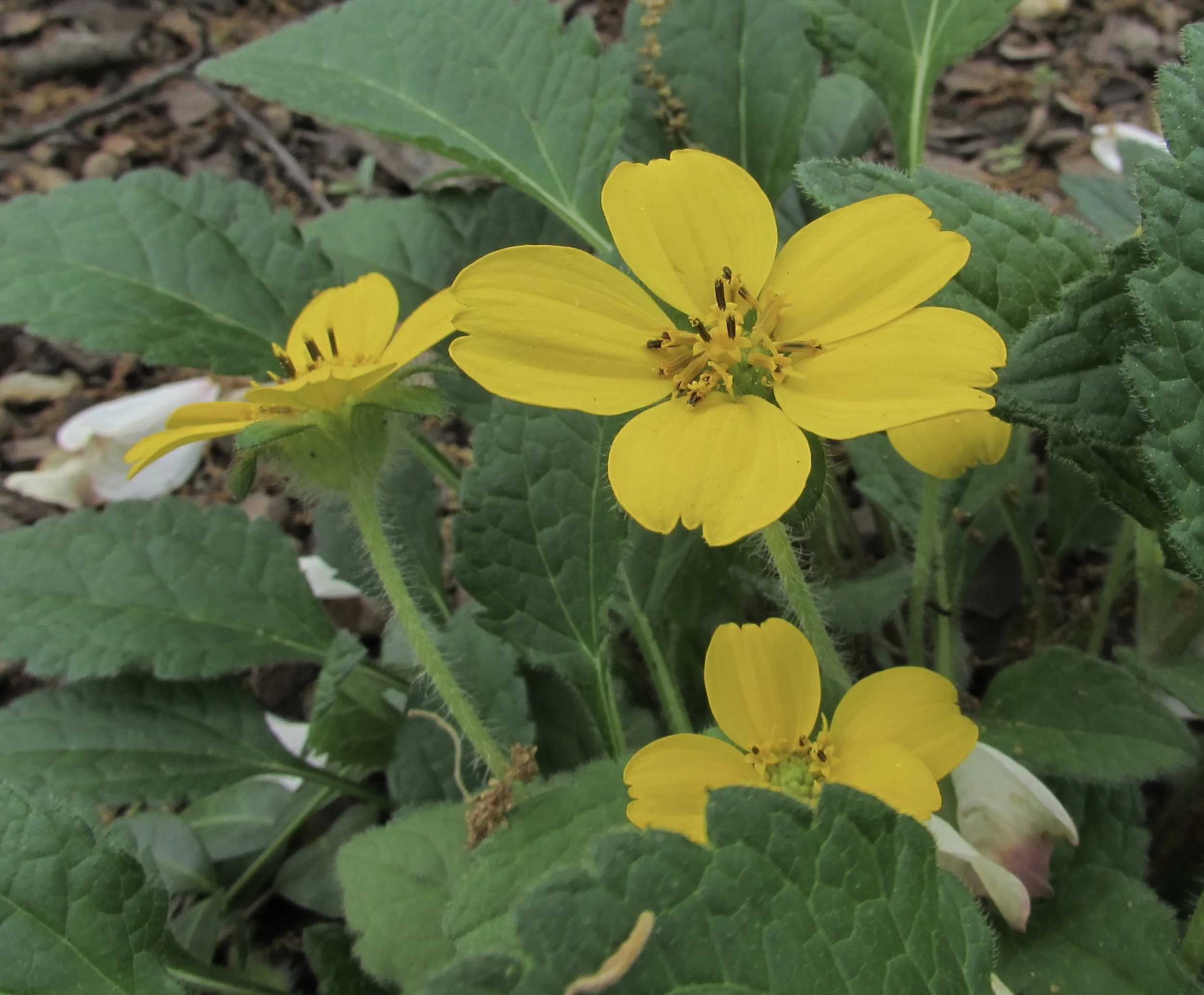 This Twitter Cloud Lacks a Silver Lining