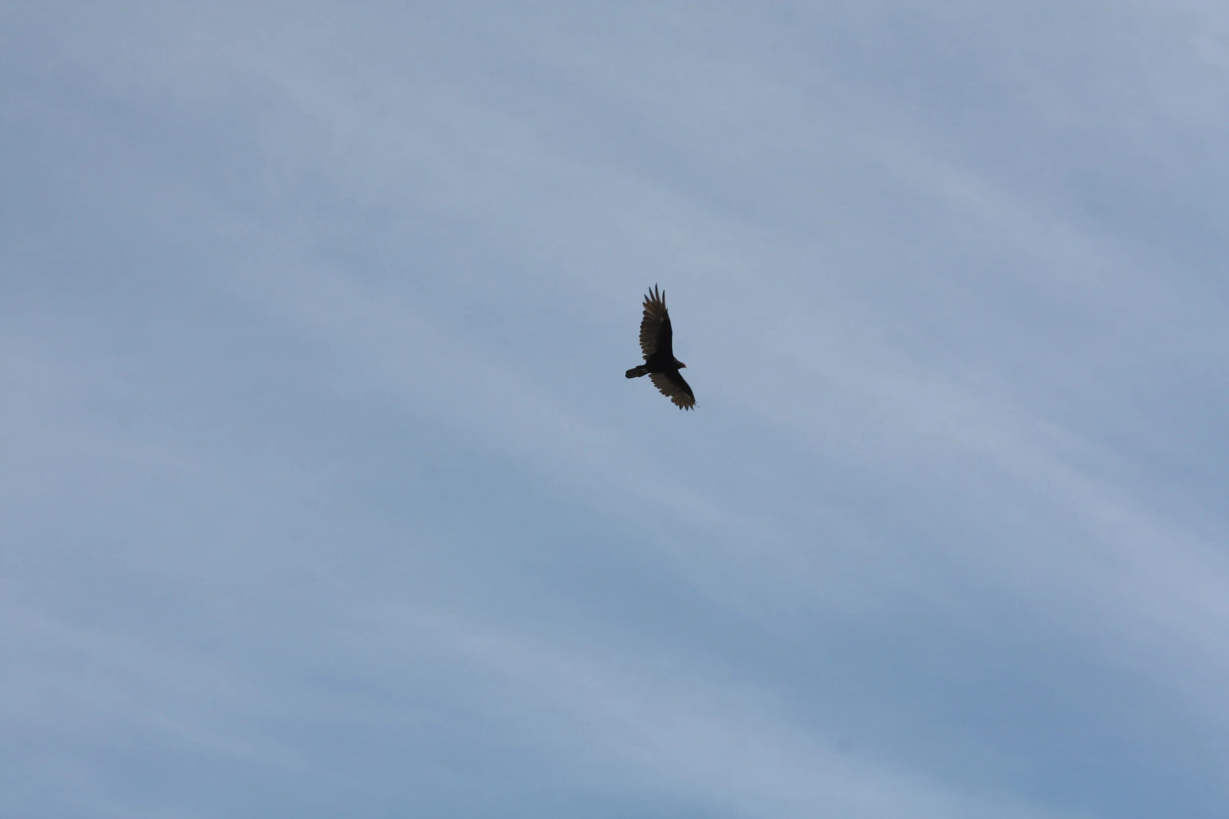 Twitter, Building Trust, Ferguson, and Staying Calm