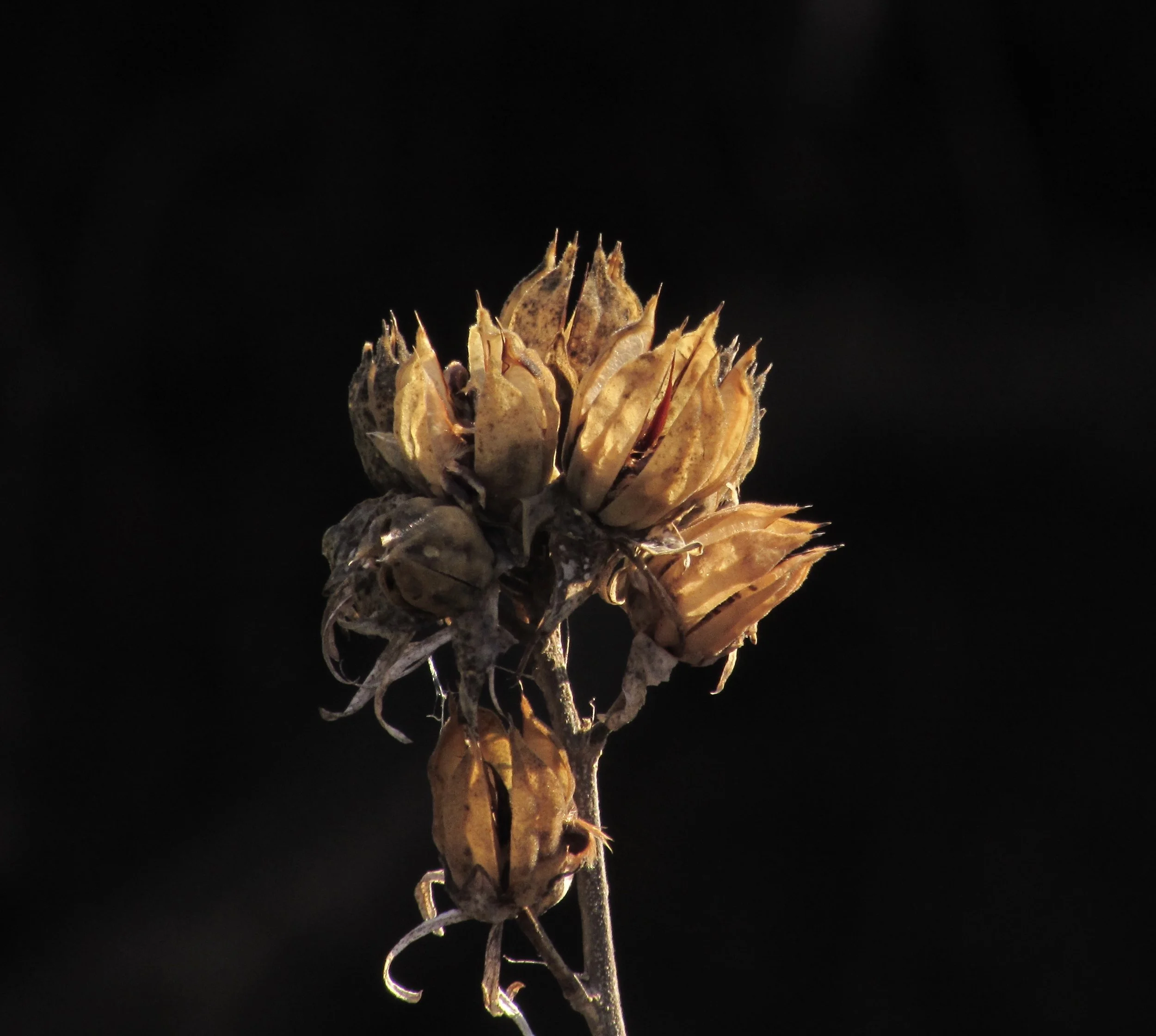 The Best Movies I Saw in 2016