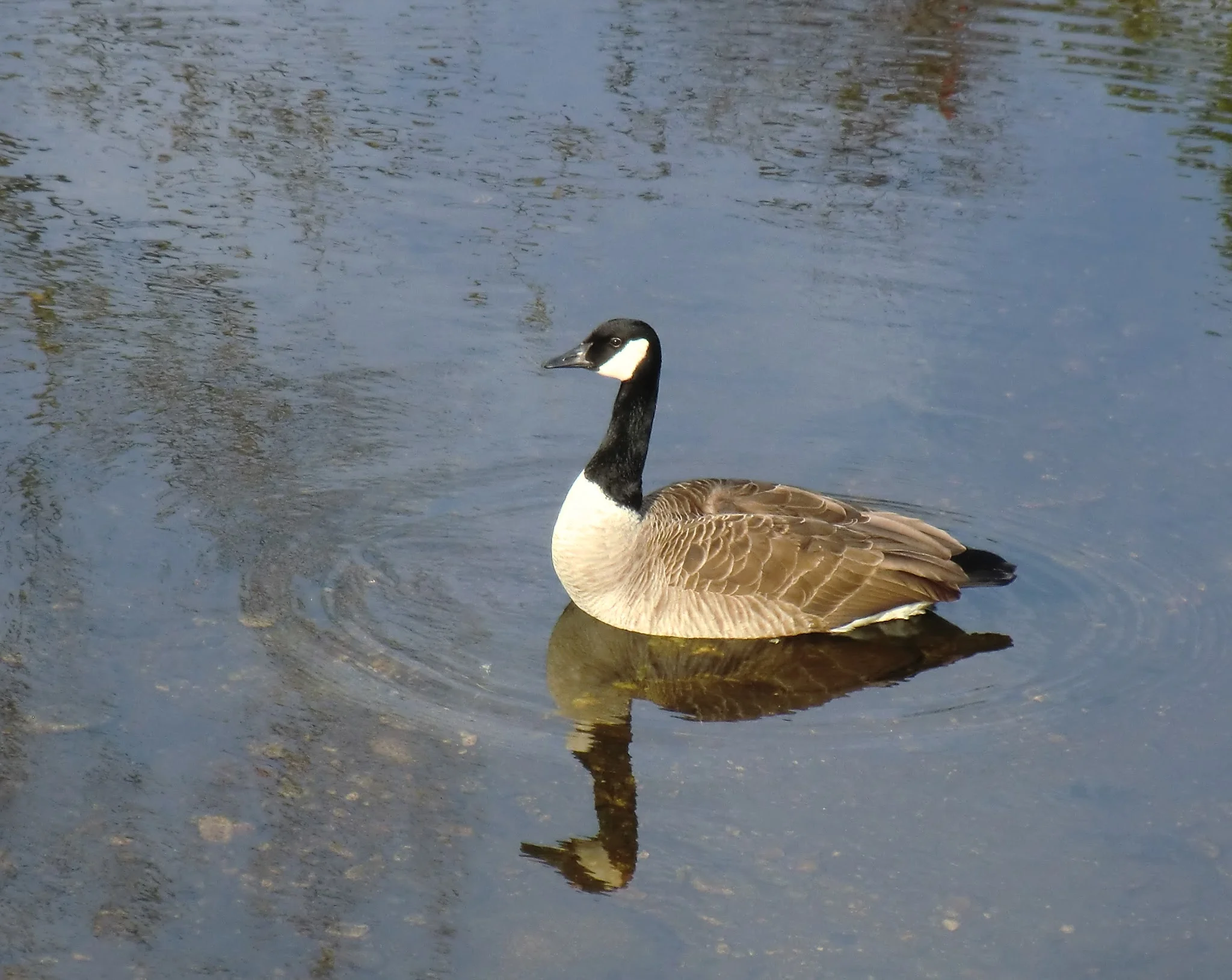 Getting Real about Social Networking Adoption