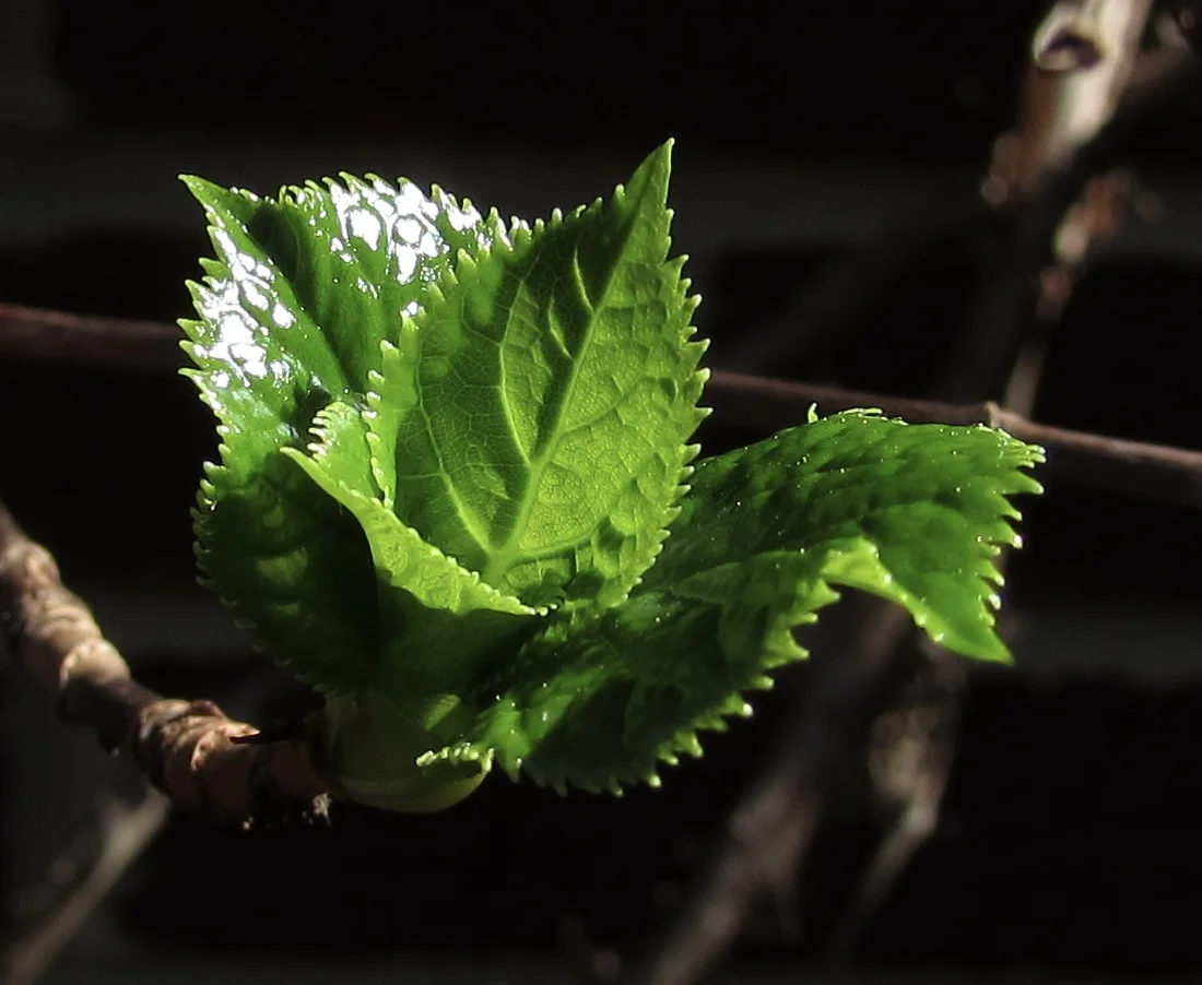 Social Media and Disaster Management