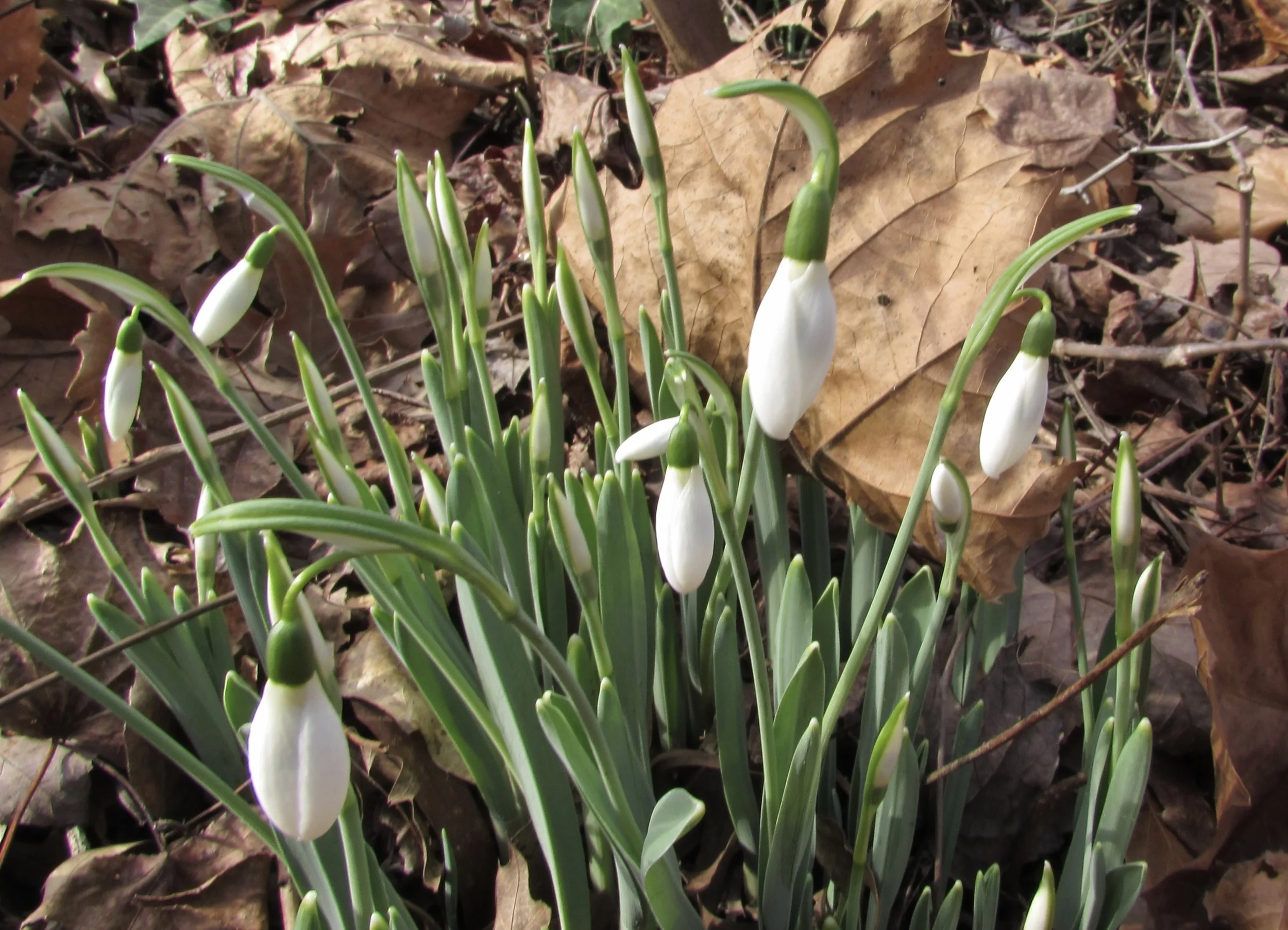 Why "Fixing" Academic Journal Publishing Is So Difficult