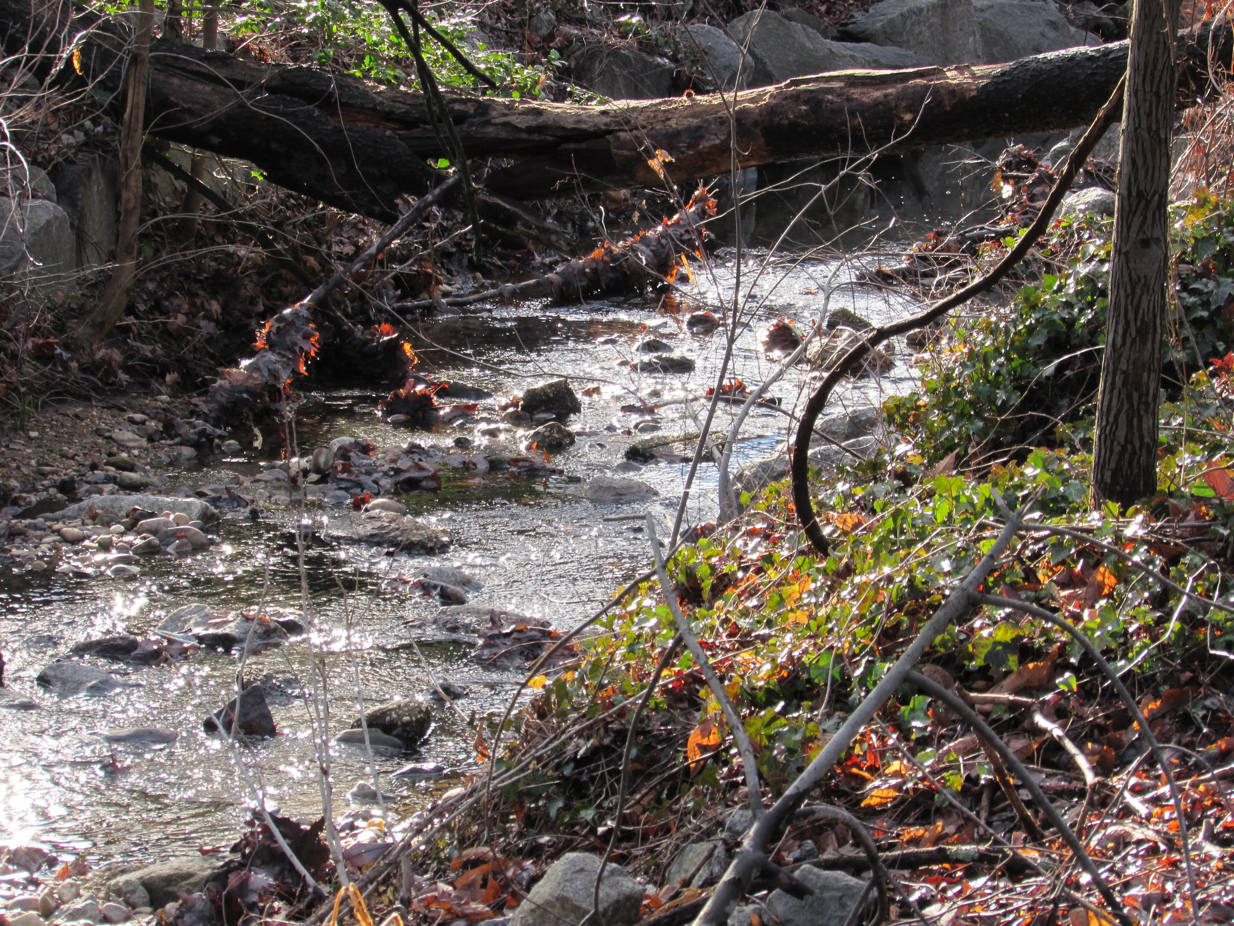 How Involved Should the U.S. Government Be in the Scholarly Journal Publishing Business?