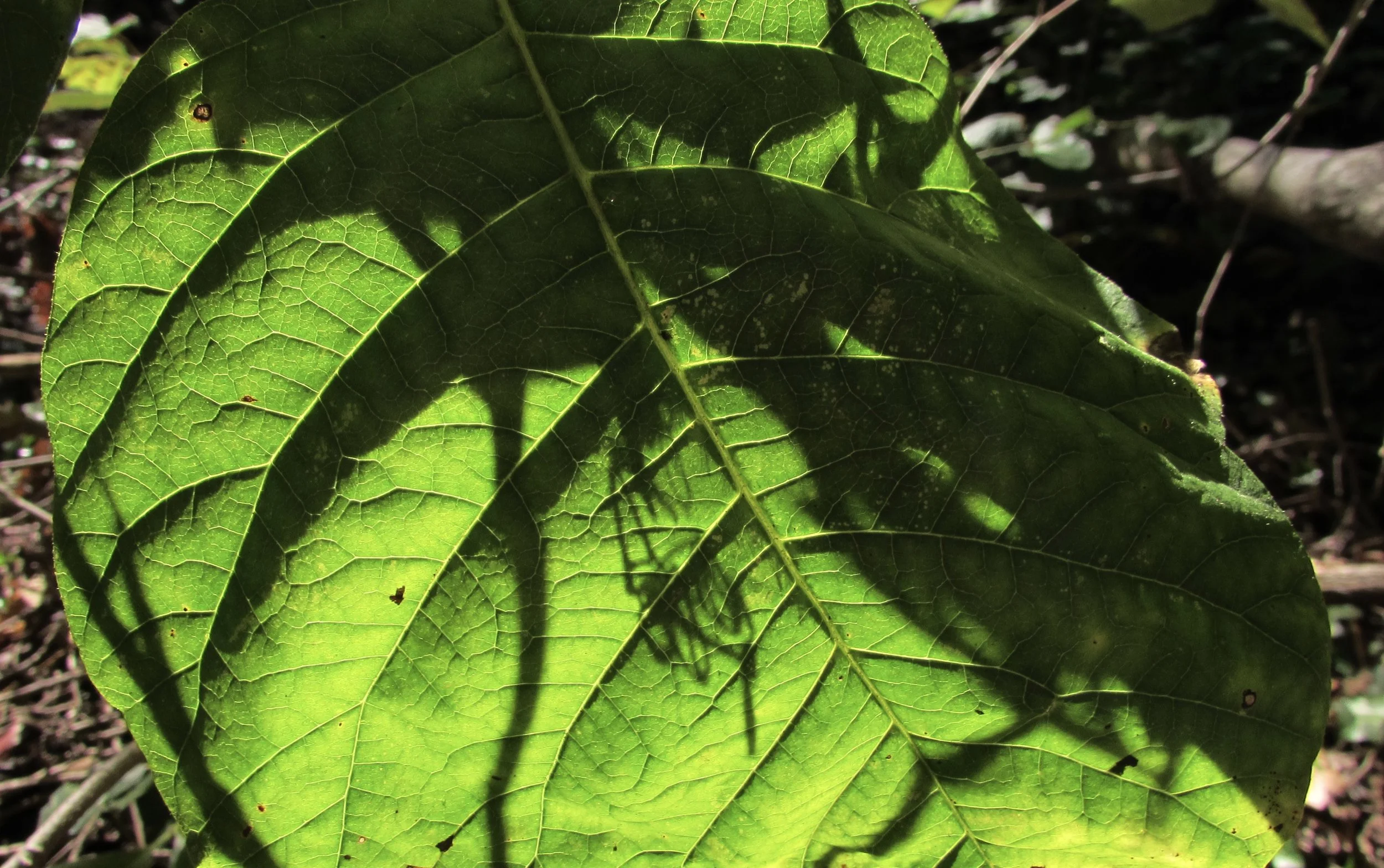 More Comparisons of Journal Peer Review and Blogging