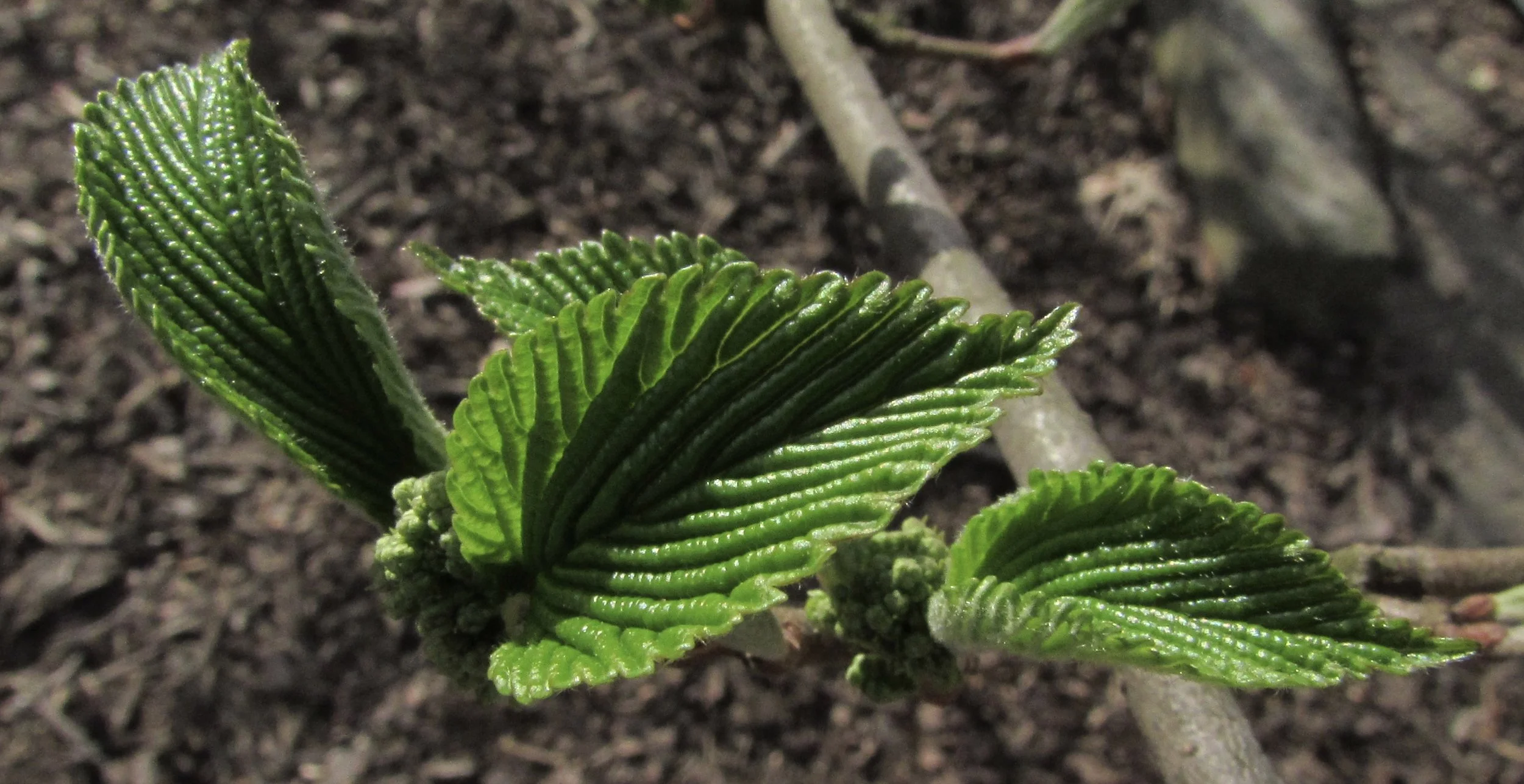 Transparently Speaking, Are Bad Data Better than No Data At All?