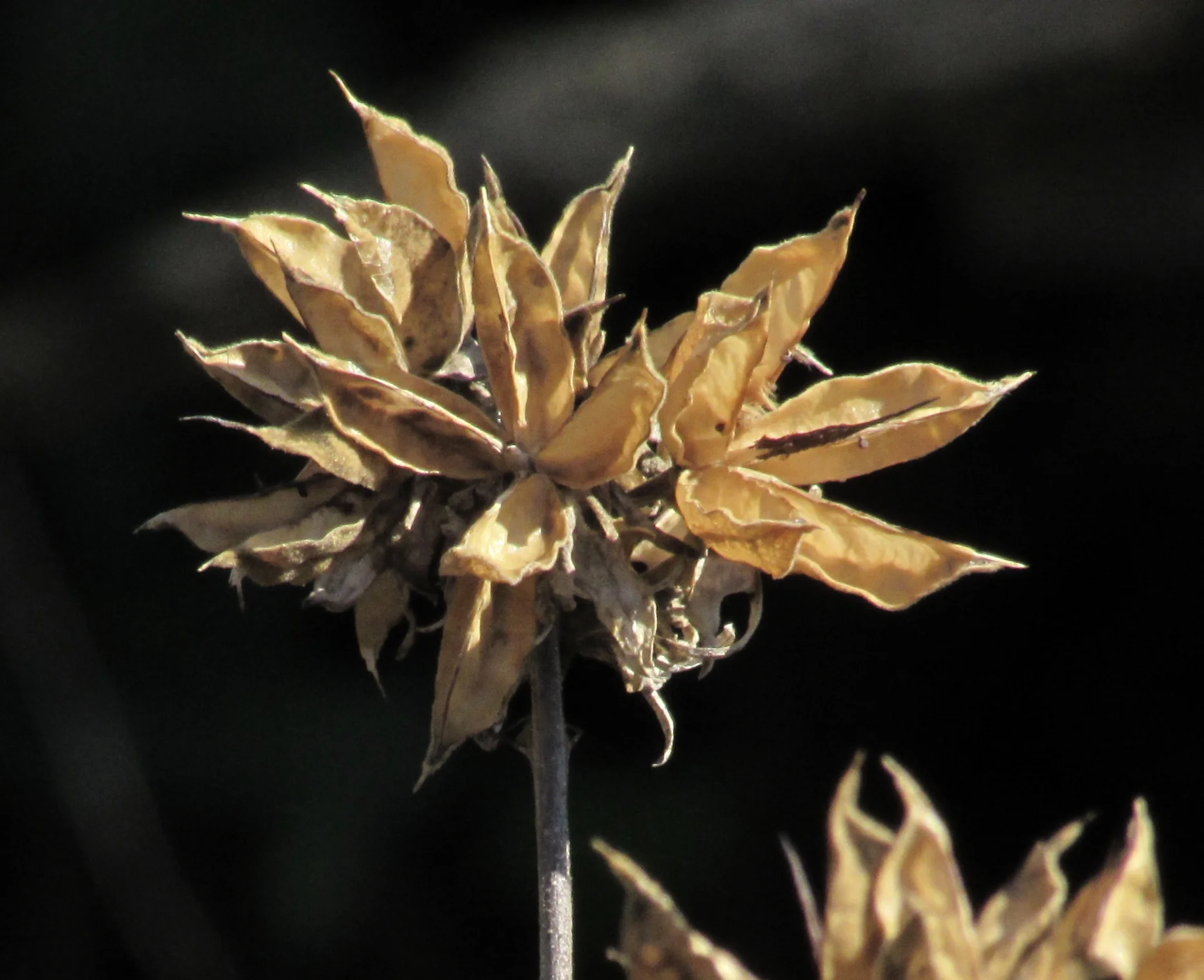 When Federal Government Project Management Collides with the "New Normal"