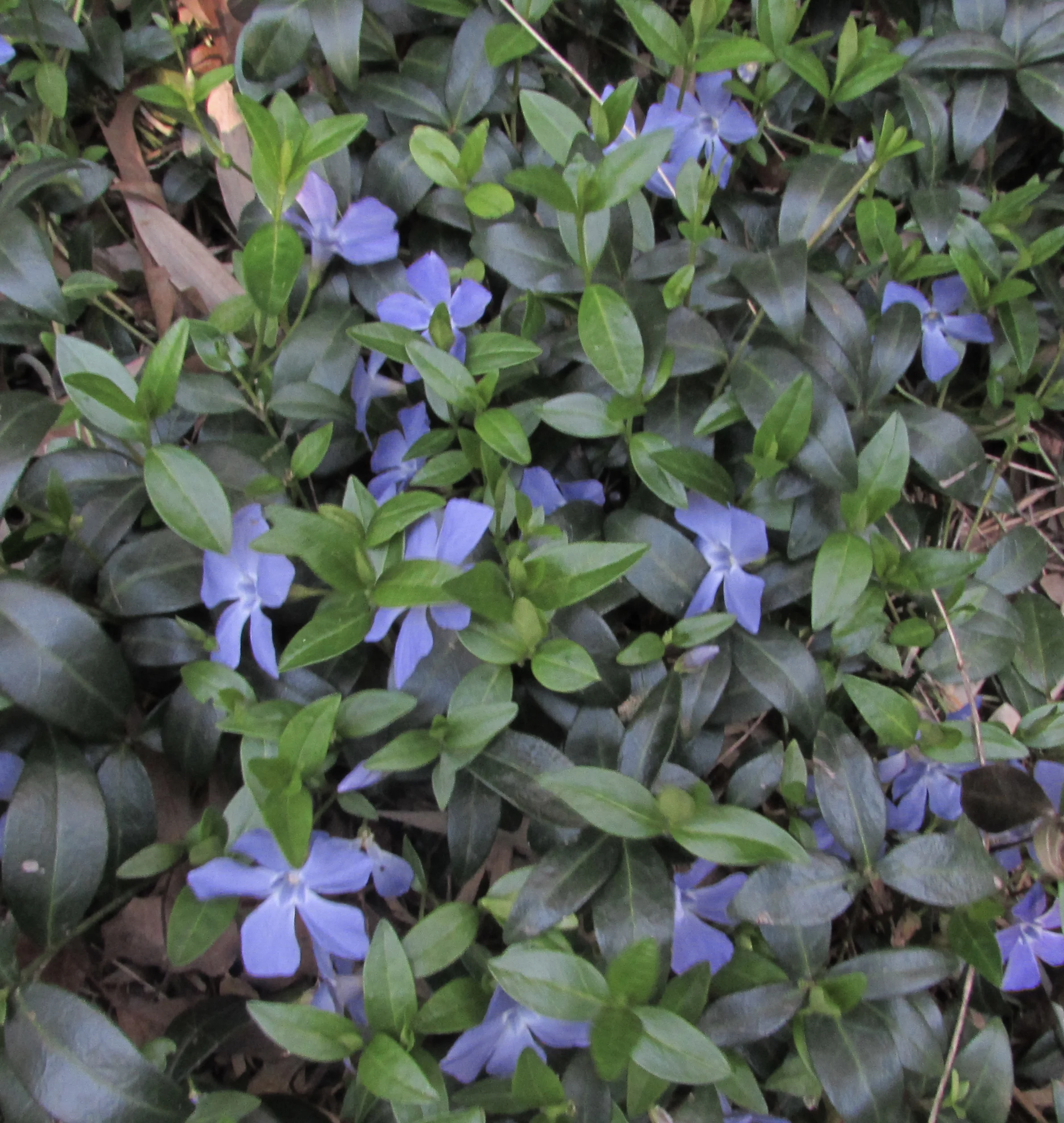 Enterprise Expertise Management Systems and Organizational Reality