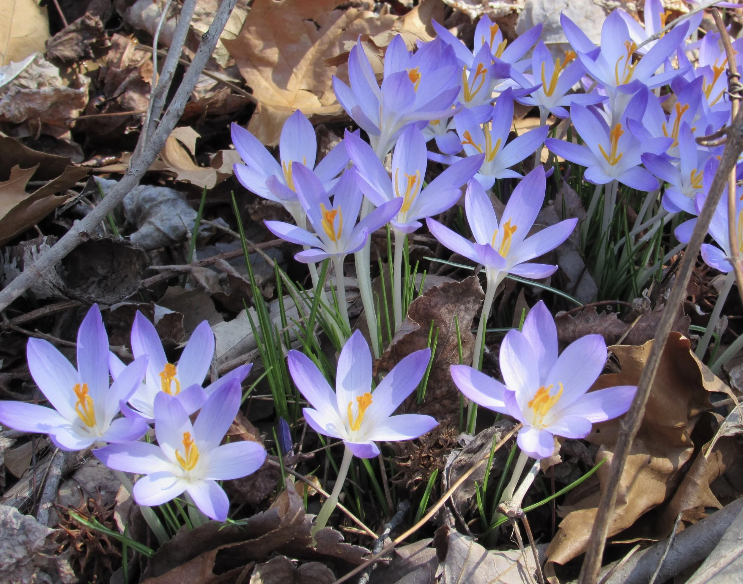 Variety in collaboration tools is a blessing not a curse