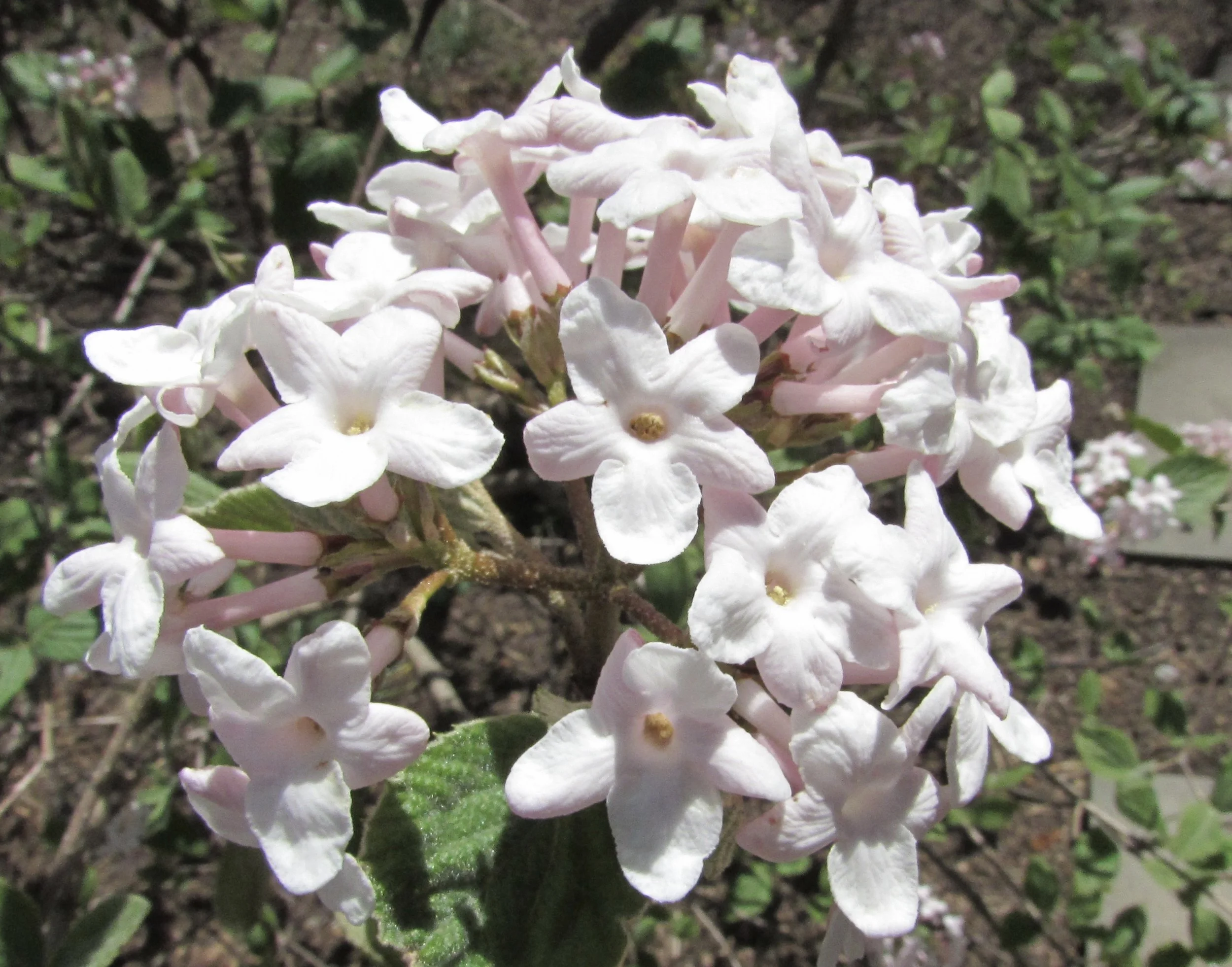 Is the Project Management Office Evolving or Devolving?