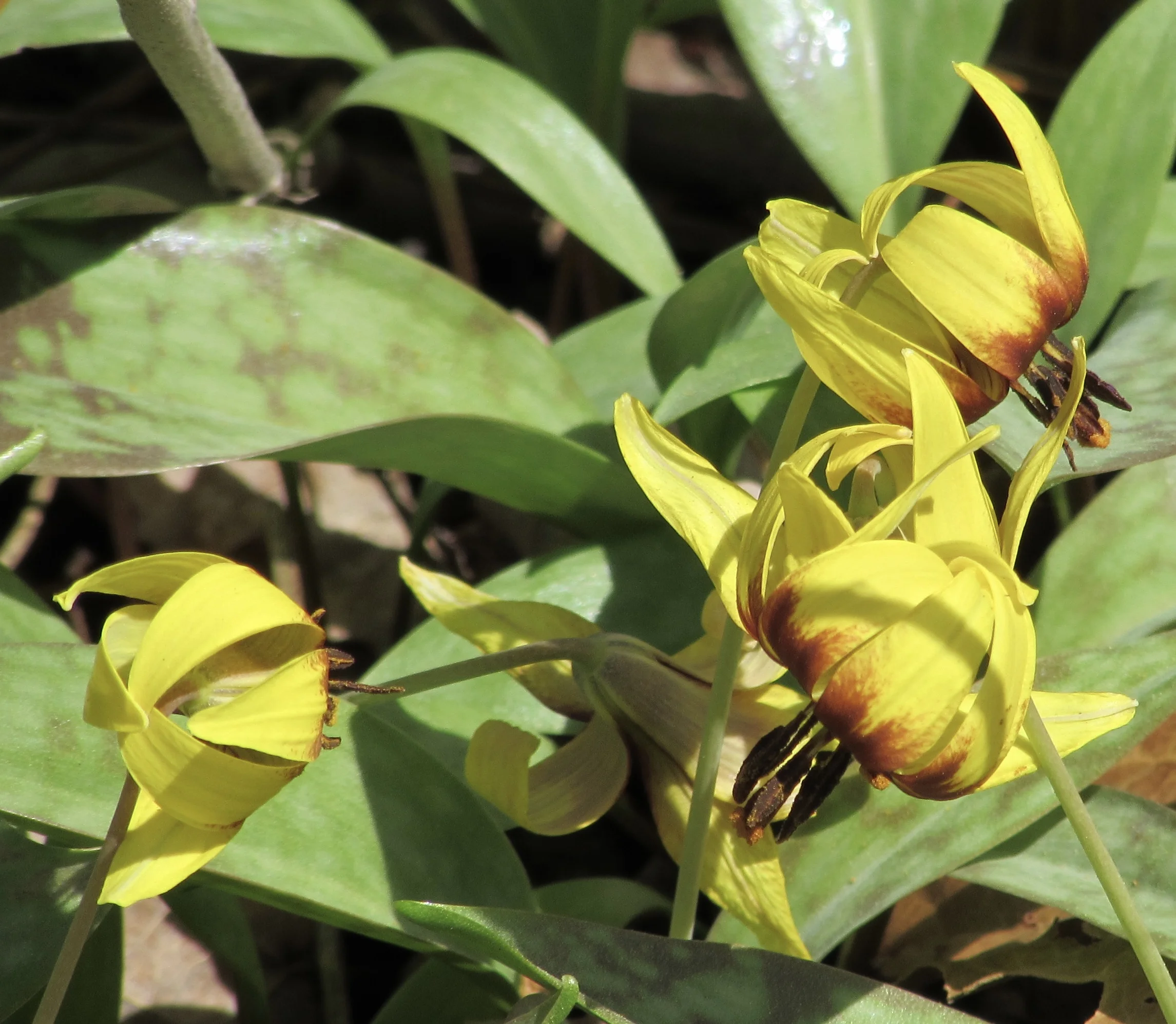 What Social Media Adoption Model Are You Following?