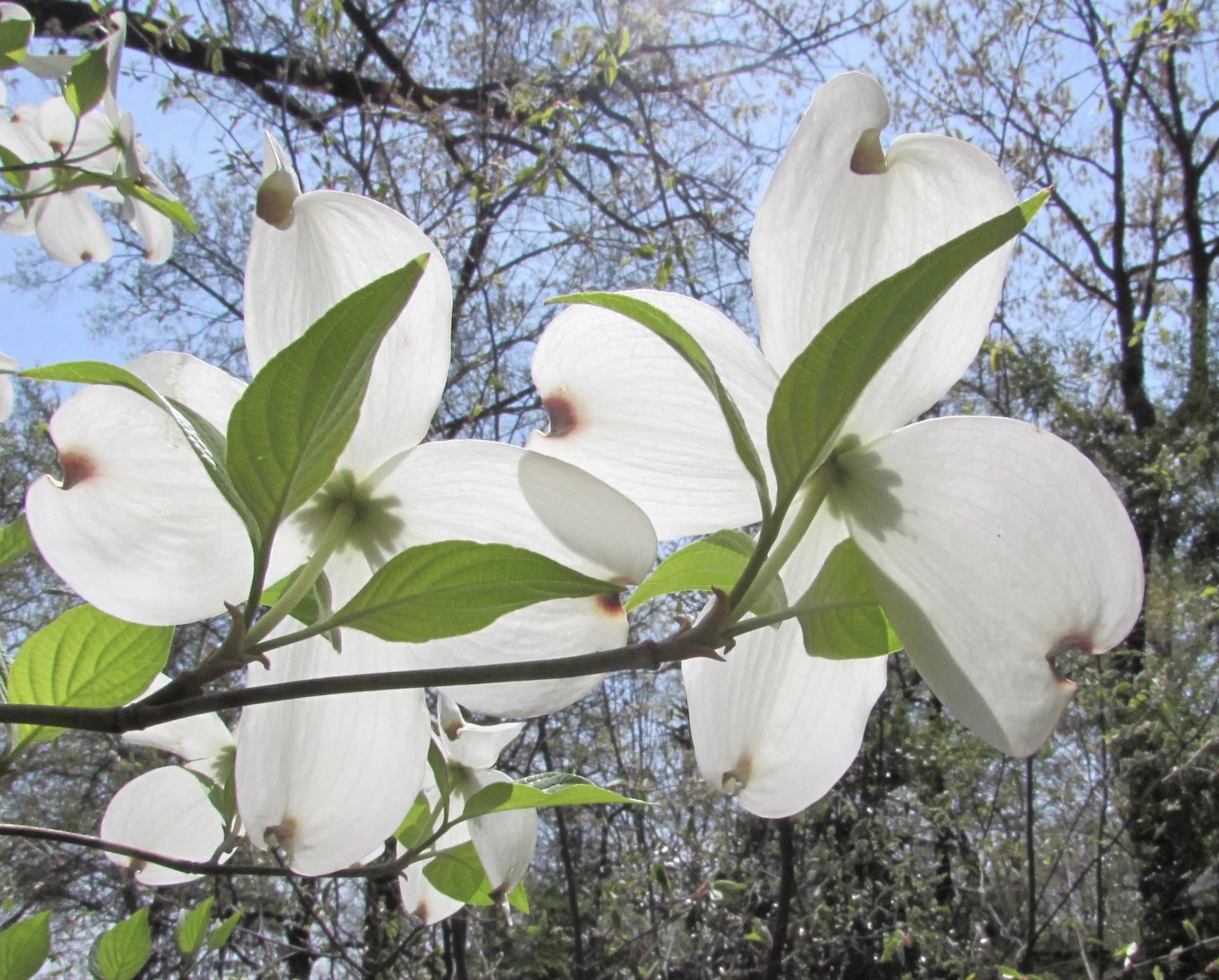 Let’s Not Write Off the New White House Office of American Innovation Just Yet