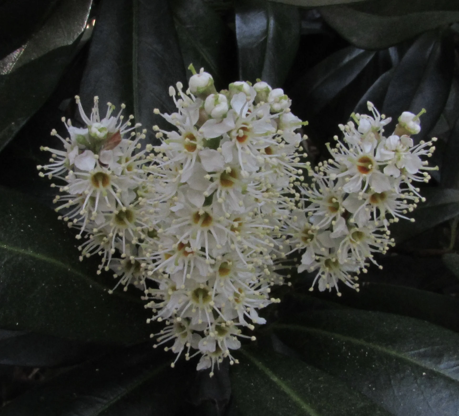 Developing Digital Strategies for Web-based Public Access to Government Performance Data