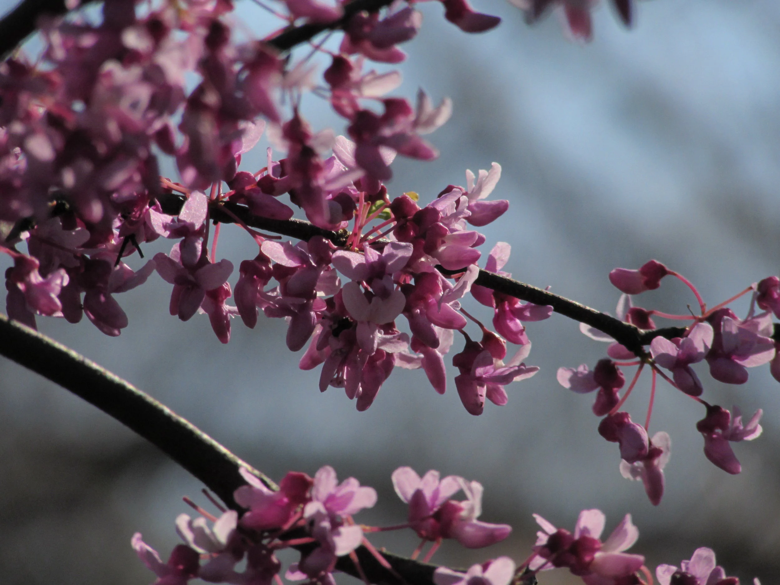 How Our Increasing Digital Connectedness Improves Government Program Evaluation