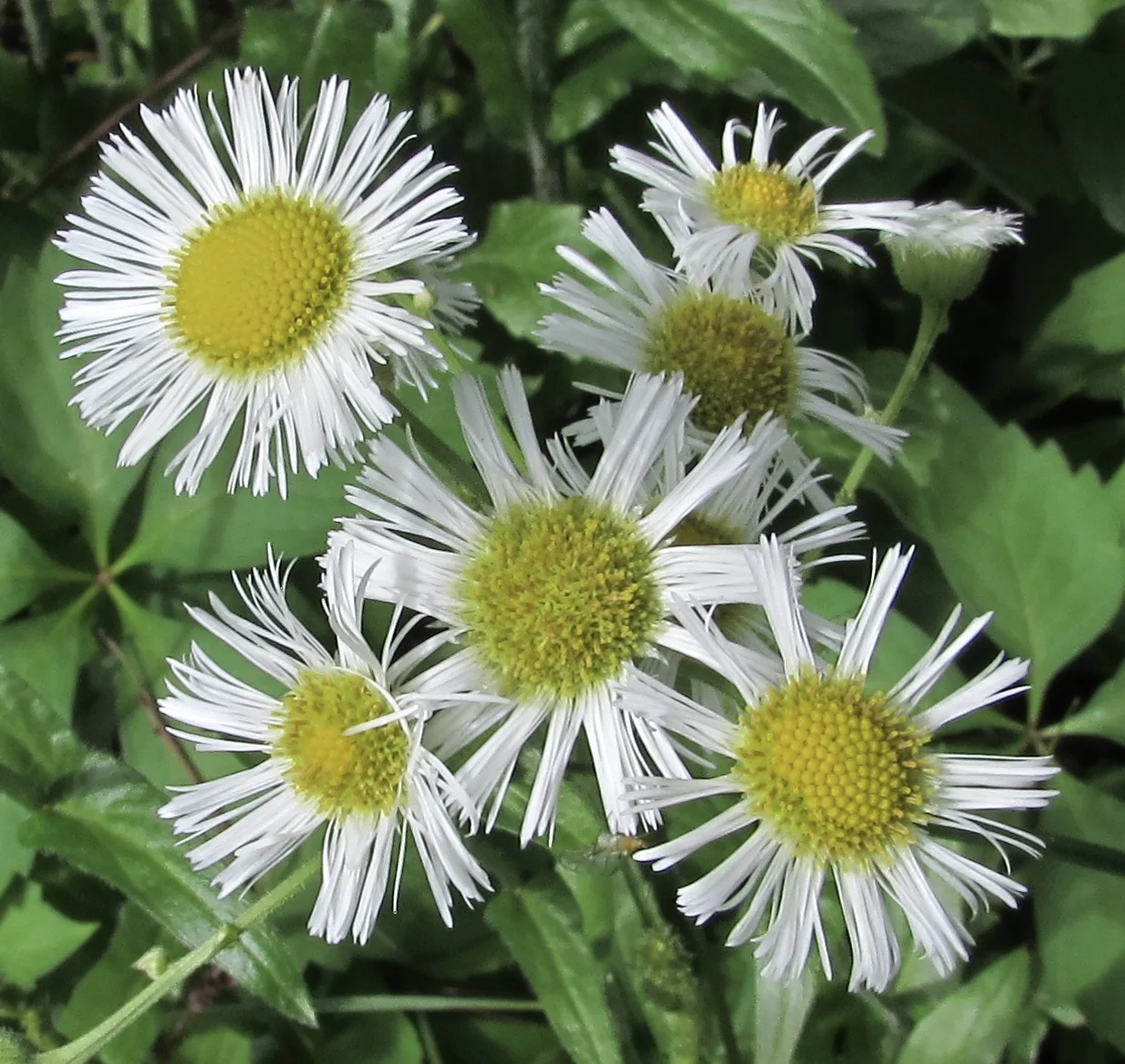 When Do "Best Practices" Make Sense?