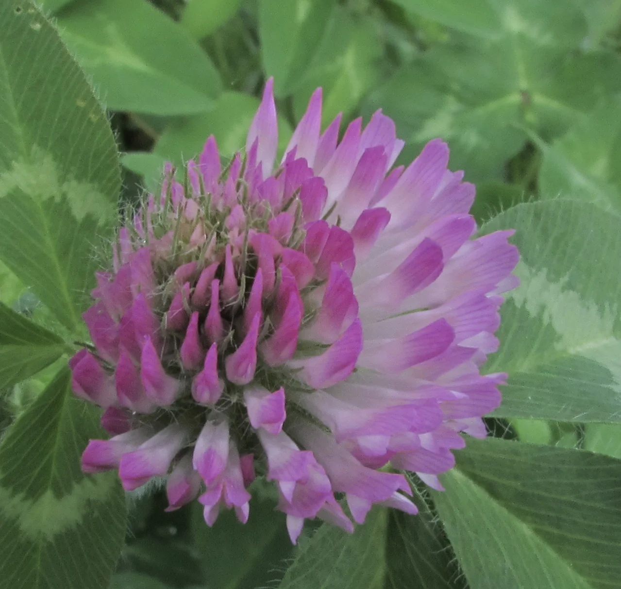 Needed: Enterprise Strategies for Innovation, Content Management, and Social Media Infrastructure