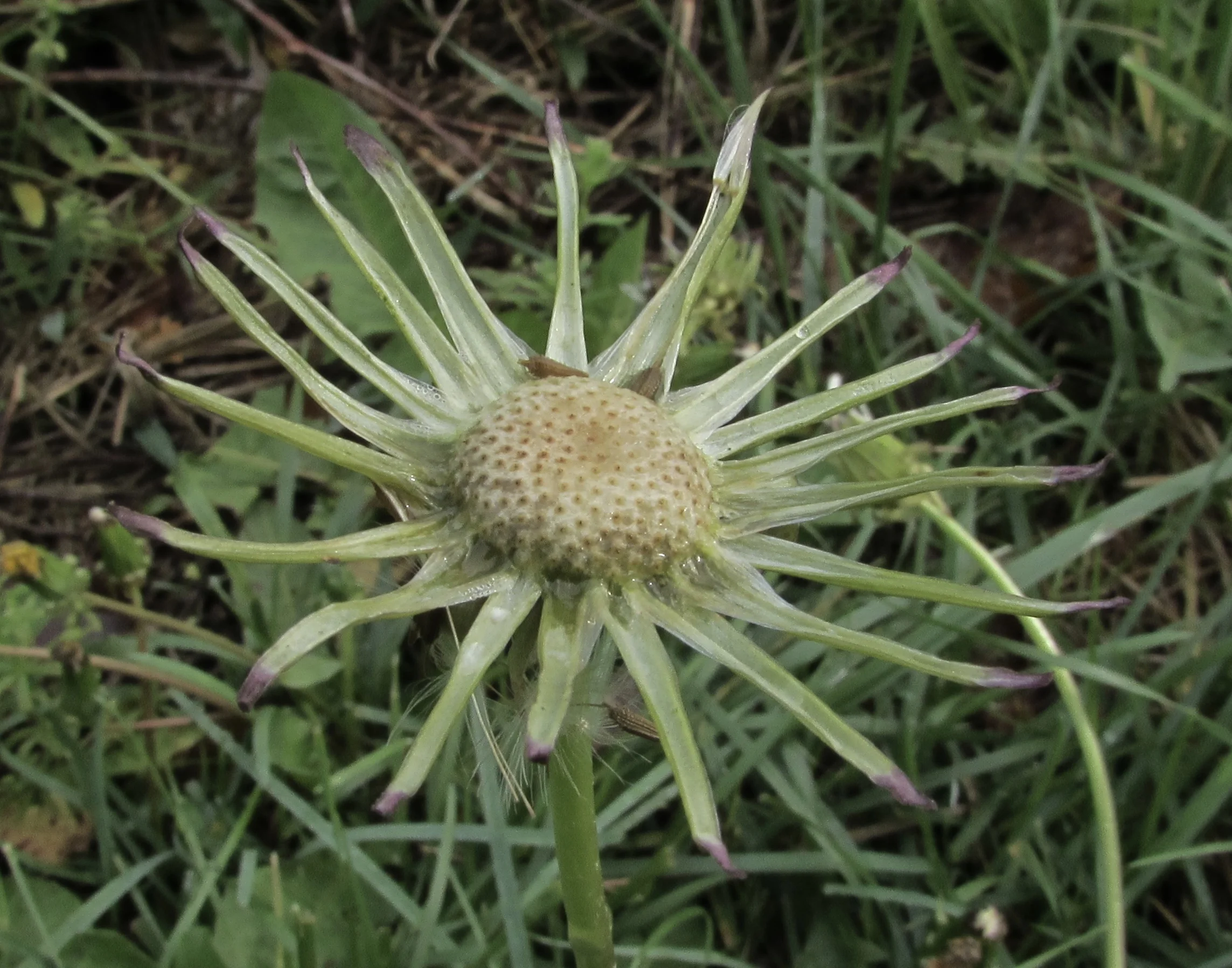 Google Wave Asks, Do You Like Your Project Collaboration Hard or Soft?