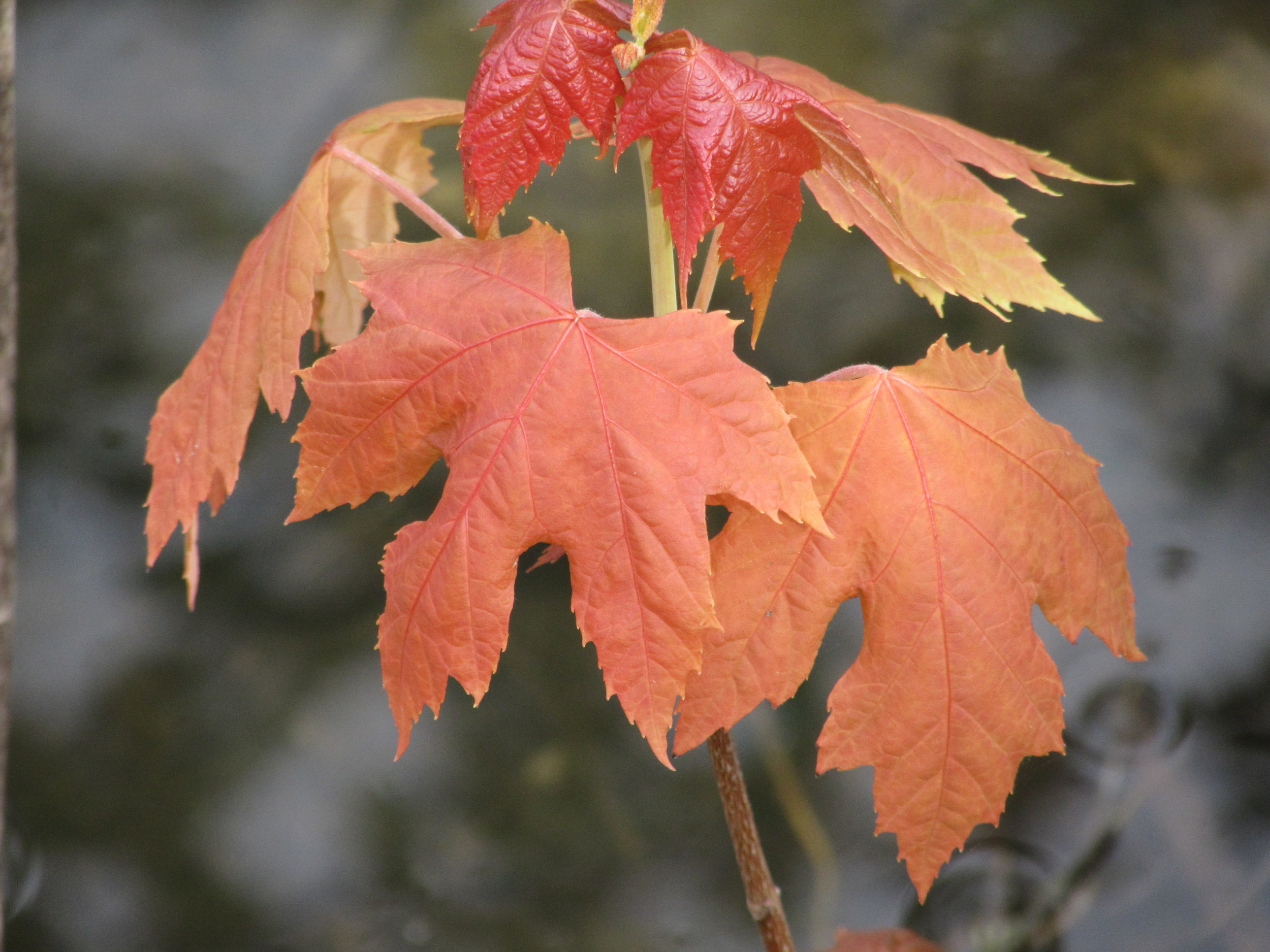 Promoting Technology Enabled Collaboration in Complex R&D Environments