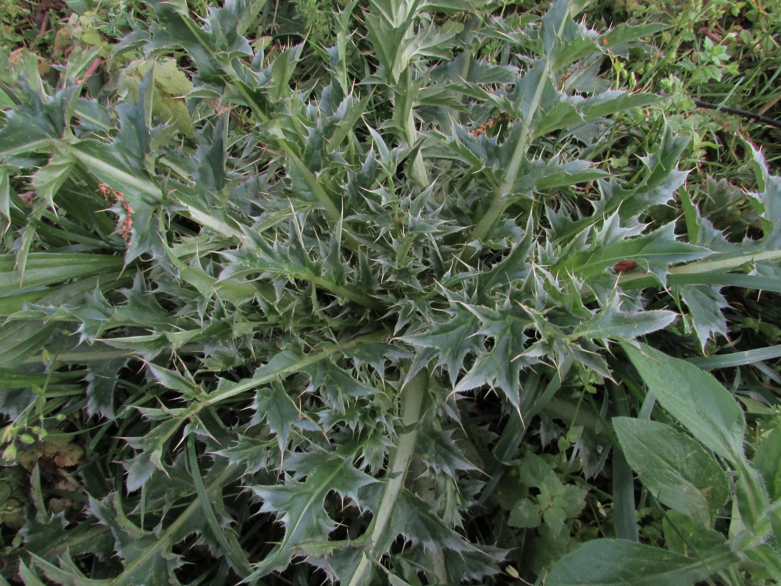 How Important Is ‘Total Cost of Standardization’ to the DATA Act?