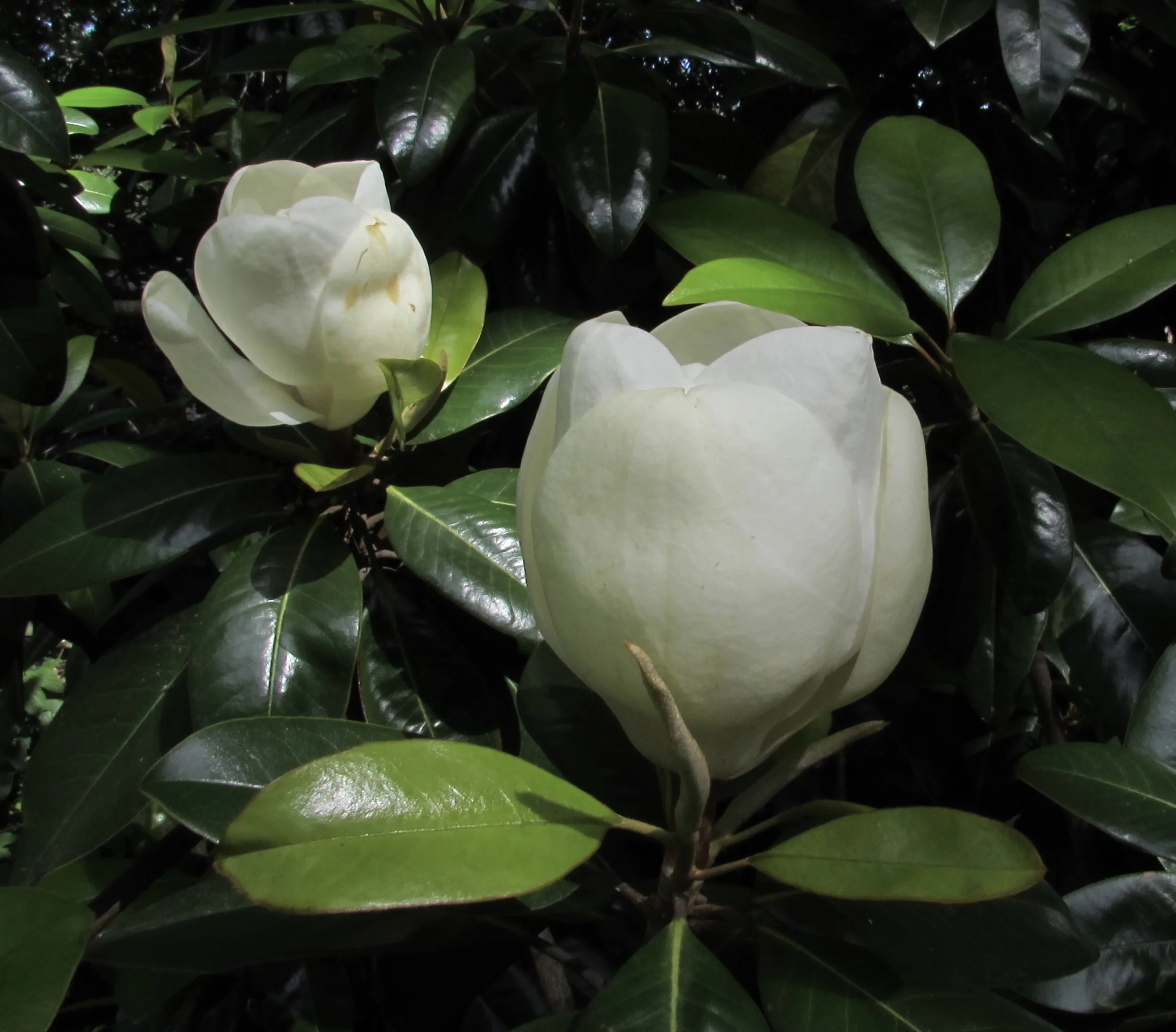 GE Transitions from Manufacturing to Software