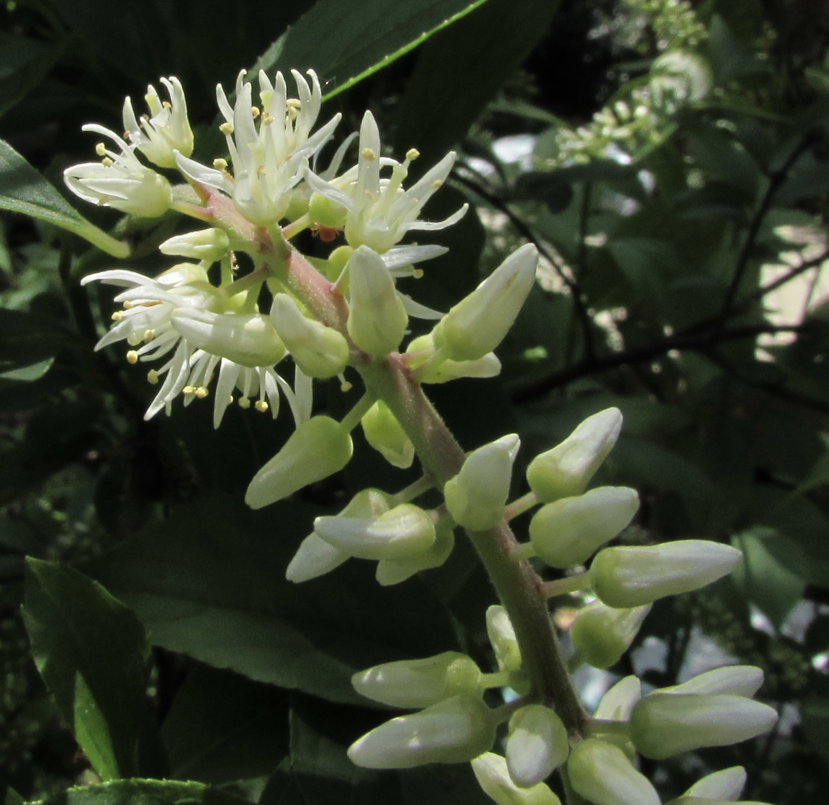 Have Accounts of Web 2.0’s “Death” in the Workplace Been Greatly Exaggerated?