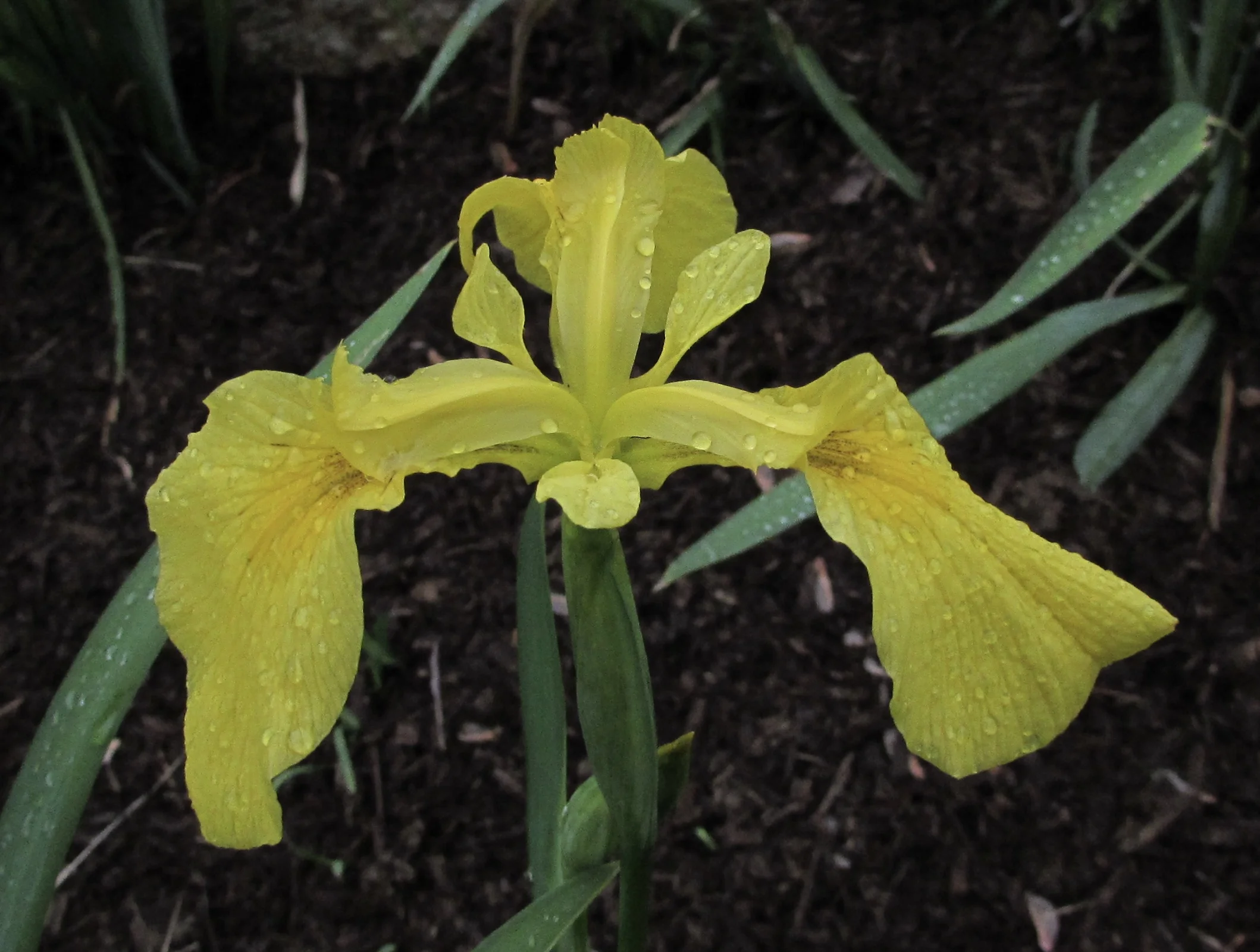 The "Who" and "What" of Technological Illiteracy