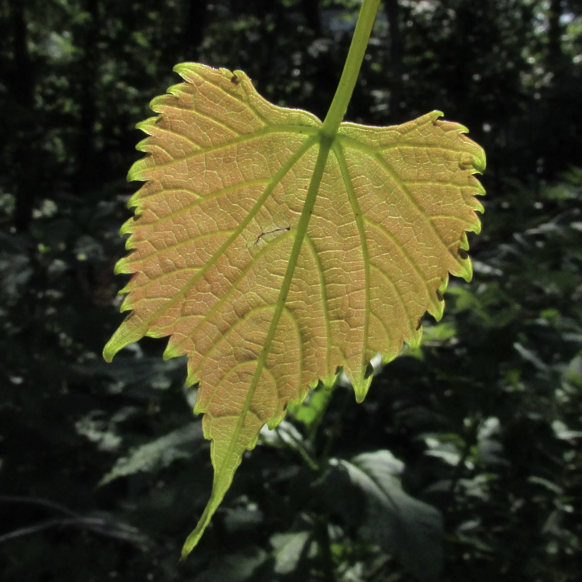 Data Standards and Data Dictionaries Need Data Governance