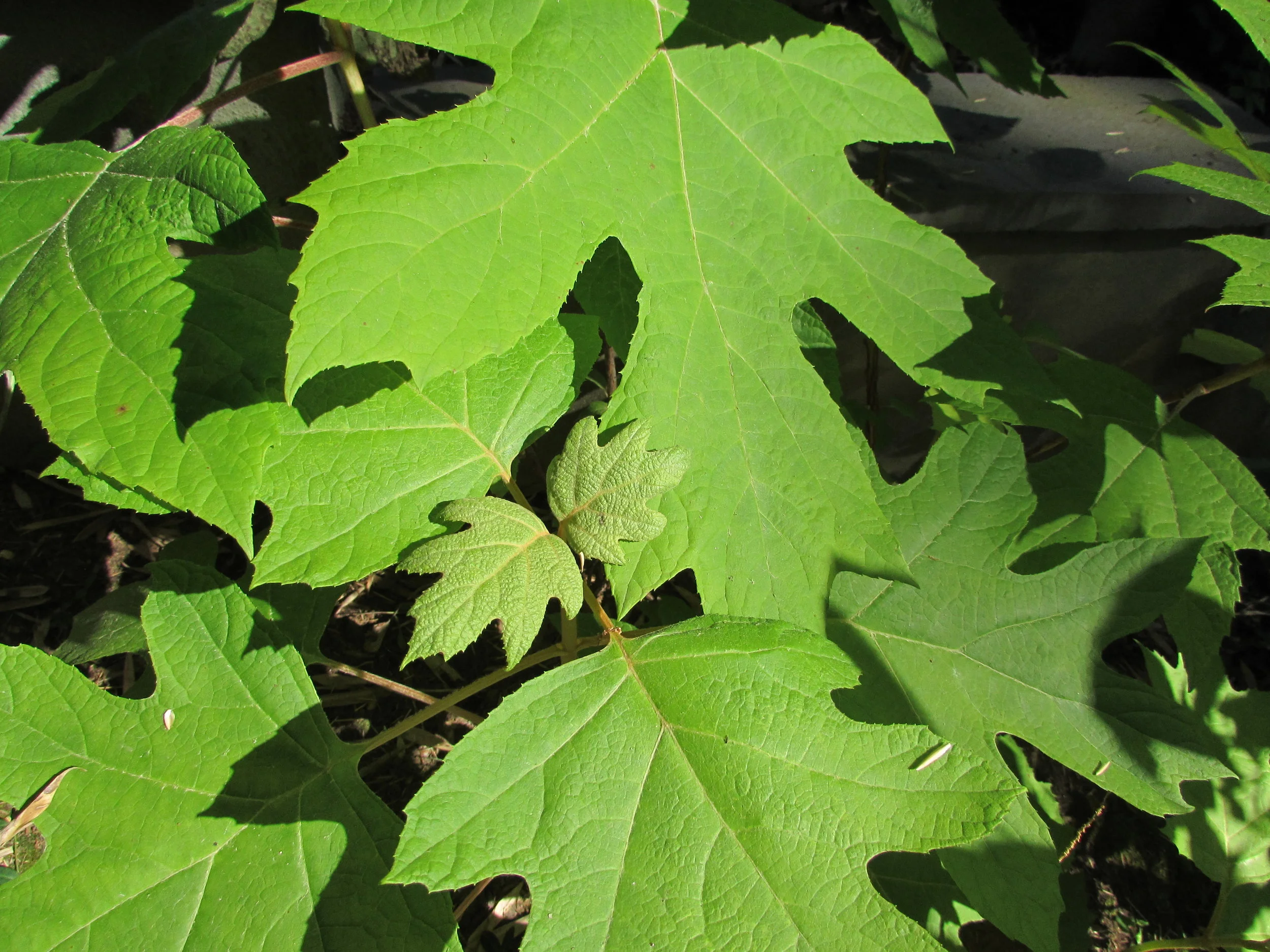 Project Blogs, Email, and Dual Collaboration Channels