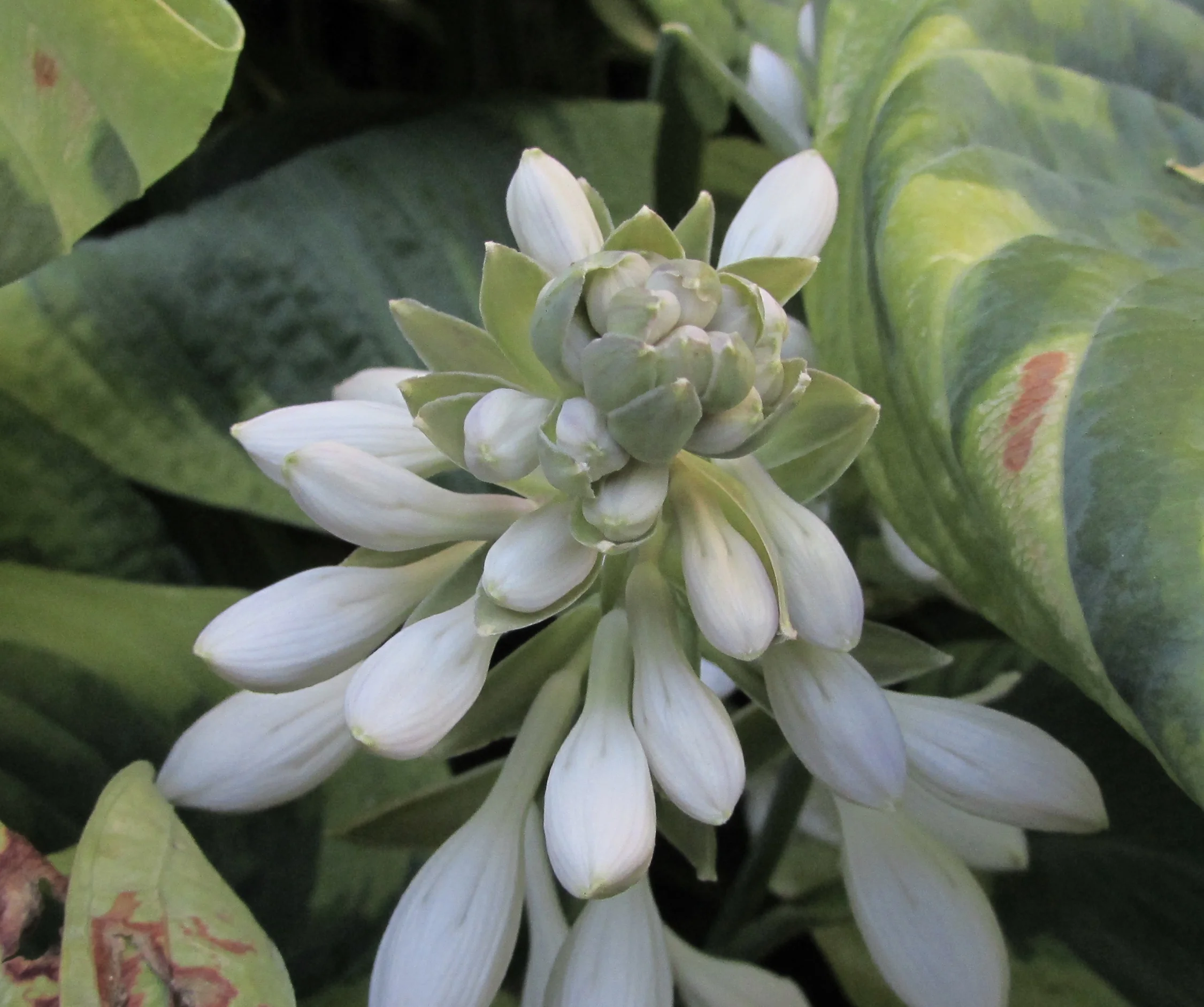 OK, what IS a "project blog," anyway?