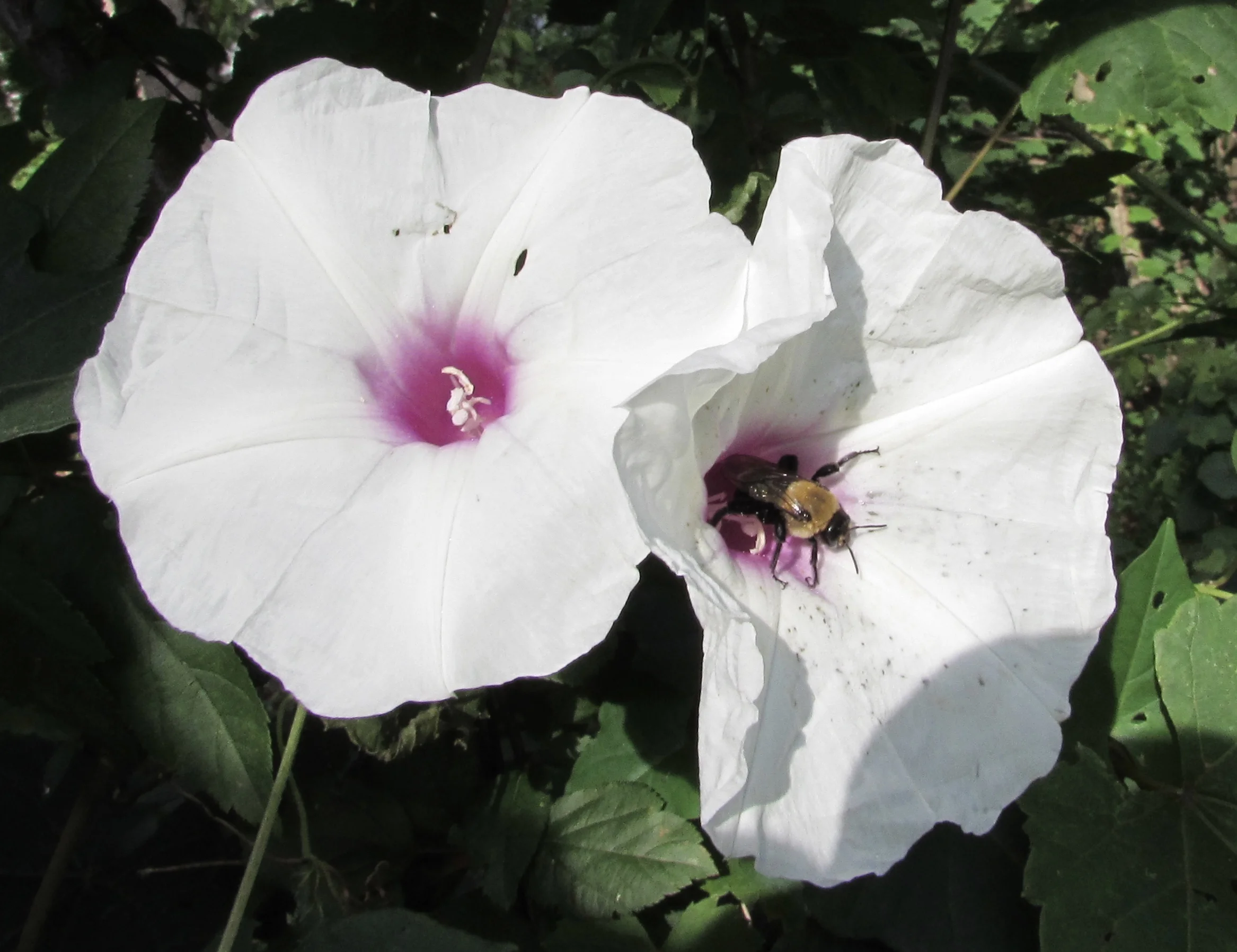 Salmon, Lumber, and the Transformation of Online Retail