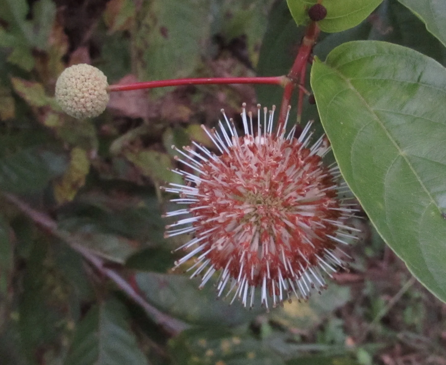 Mitigation of Sequestration Impacts on Project Management